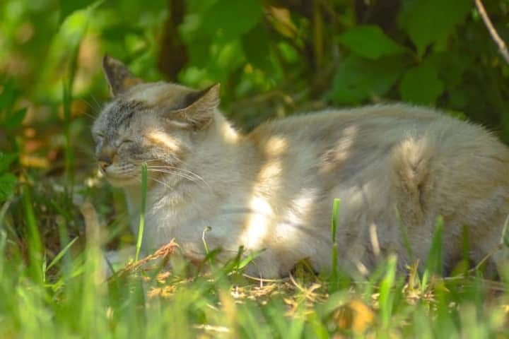 NEKOくらぶさんのインスタグラム写真 - (NEKOくらぶInstagram)「|| 安らぎ⠀ *⠀ Facebookから、澁谷昌章さんの作品ですにゃ（＝ΦωΦ＝）⠀ ⠀ *⠀ 投稿いただいたURL⠀ https://www.facebook.com/photo.php?fbid=1365561223584659⠀ *⠀ いいね！＆コメント大歓迎！！⠀ *⠀ #nekoclub #NEKOくらぶ #Japan #Photo #写真 #日本 #cat #ネコ #ねこ #猫 ⠀ Follow: @nekoclub_jpn⠀ *⠀ ▼【廣済堂出版共同企画】NEKOくらぶの皆さまとつくる「NEKOくらぶ写真集」、発売中♪（＝ΦωΦ＝）⠀ ※詳細は本アカウント「 @nekoclub_jpn 」のプロフィールに固定しているハイライトから」5月29日 10時00分 - nekoclub_jpn