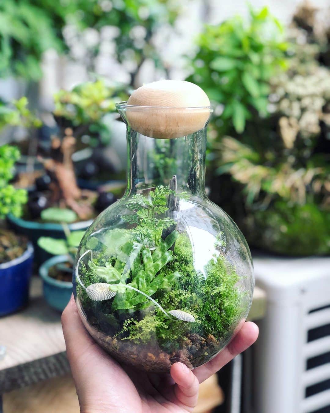 金成公信のインスタグラム：「すっげ。キノコ生えてきた🍄おもしろい。#テラリウム #苔テラリウム #terrarium #moss #mossterrarium #plants #キノコ #mushroom #mushrooms」