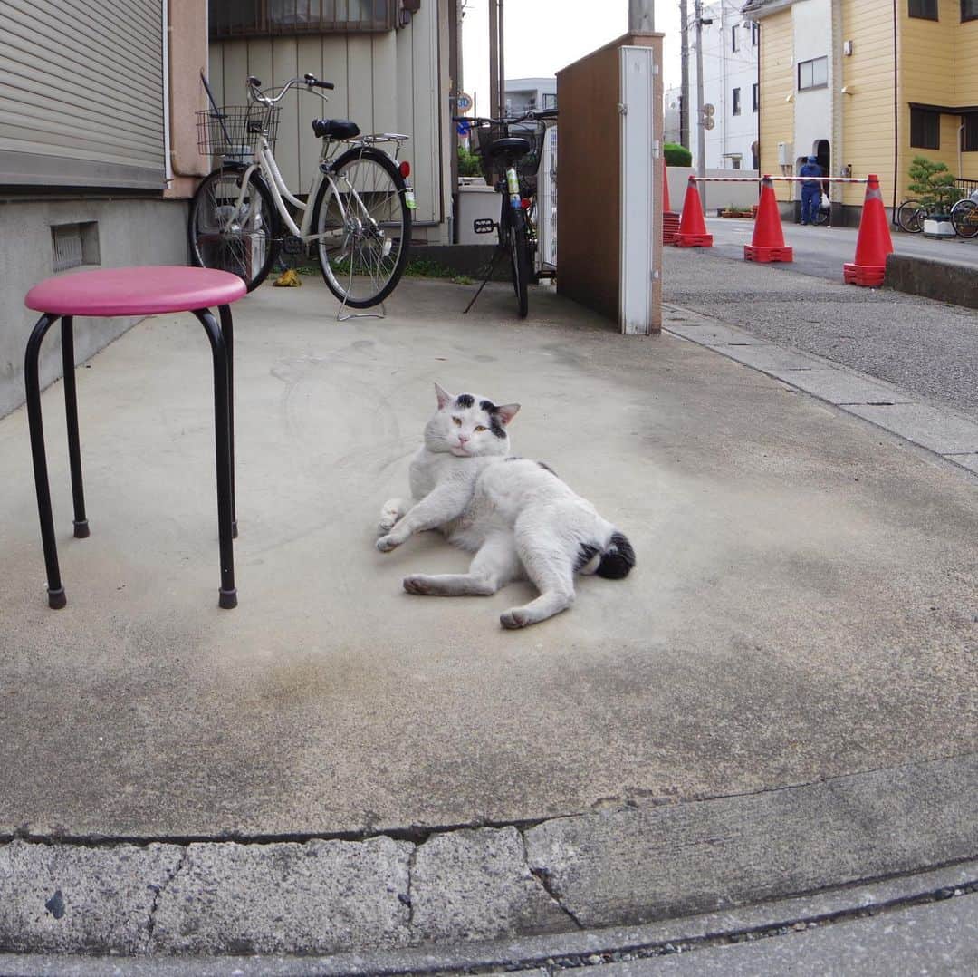 Kachimo Yoshimatsuさんのインスタグラム写真 - (Kachimo YoshimatsuInstagram)「ゴロゴロ、ゴロゴロ。 #uchinonekora #nanakuro  #neko #cat #catstagram #kachimo #猫 #ねこ #うちの猫ら http://kachimo.exblog.jp」5月29日 10時17分 - kachimo