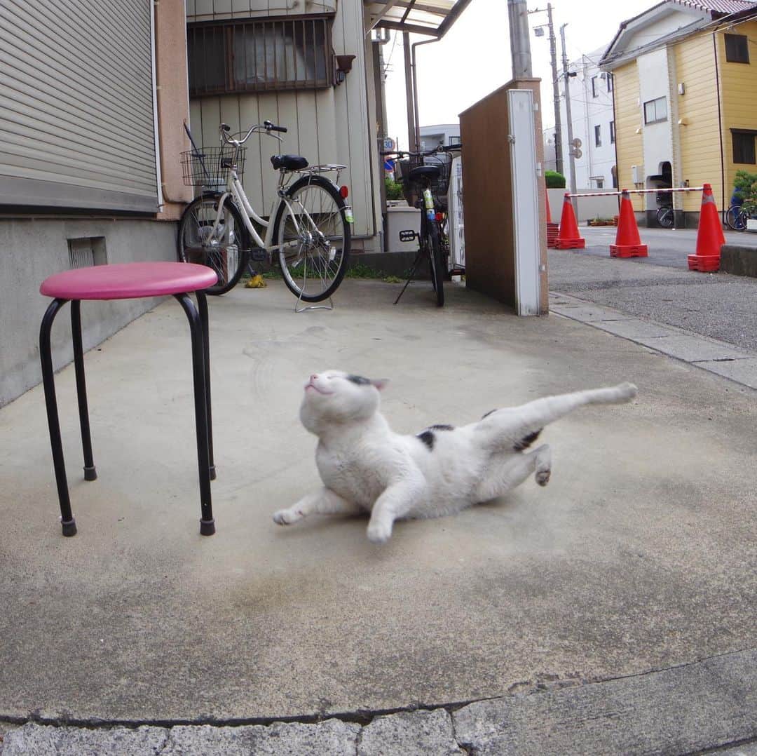 Kachimo Yoshimatsuさんのインスタグラム写真 - (Kachimo YoshimatsuInstagram)「ゴロゴロ、ゴロゴロ。 #uchinonekora #nanakuro  #neko #cat #catstagram #kachimo #猫 #ねこ #うちの猫ら http://kachimo.exblog.jp」5月29日 10時17分 - kachimo