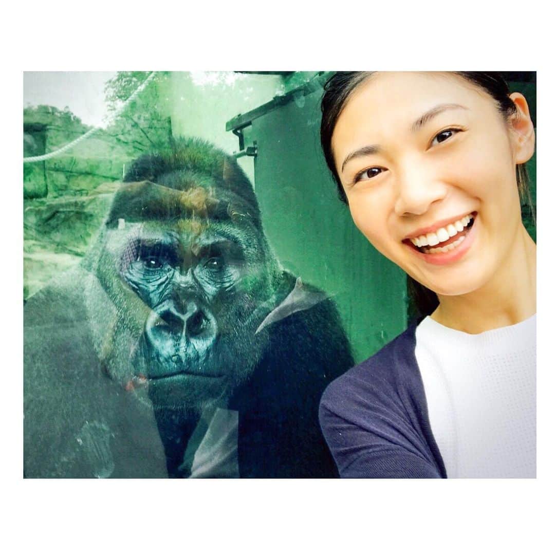加藤侑紀のインスタグラム：「二年前の今頃撮ったんだけど、この写真すごくお気に入りなんだ🤩 遠くで背を向けてたゴリ様に、写真撮っていい？って声掛けたら隣に来てくれたの‼️すごく可愛いよね🥰 ・ 兩年前的這時候拍的，很喜歡的一張🤩 他本來在遠方背對我，我大聲問可不可以和你合照？他就走過來我旁邊和我拍‼️是不是很可愛🥰 ・ ・ #ちなみに台北の動物園めちゃくちゃオススメ #山丸ごと動物園で見応えすごい #大推薦 #台北動物園 #台北観光スポット #穴場 #海外移住 #帰国子女  #動物園 #動物好きな人と繋がりたい #ゴリラ #猩猩 #gorilla」