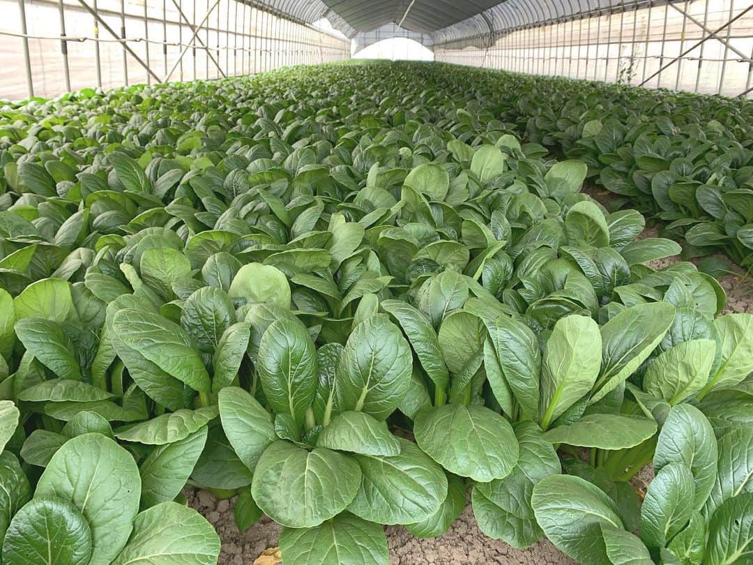福岡超新鮮野菜/フレラボ薬院店のインスタグラム：「小松菜🥬カルシウムがほうれん草の5倍くらいあるんだって🤔 . . #野菜 #小松菜奈 #とどける株式会社」