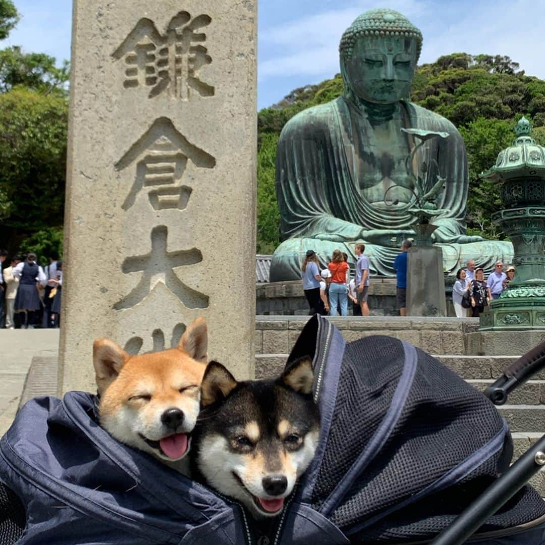 豆柴なつ&ふゆさんのインスタグラム写真 - (豆柴なつ&ふゆInstagram)「We go to Kamakura😆💓 鎌倉に行ってきました😆💓 ①鎌倉大仏 ②鶴岡八幡宮 ③円覚寺  #旅行#trip #鎌倉 #鎌倉大仏#鶴岡八幡宮 #円覚寺#theshibasociety #いぬのきもち  #dogscorner #dogsofinstaworld #柴犬ライフ#pecoいぬ部 #shiba_snap  #柴犬#shiba #shibainu #shibastagram #いぬすたぐらむ #pecoいぬ部 #犬バカ部 #shibainumag_feature #instafollow #dogoftheday  #🐕📷 #theshibasociety #mameshiba  #柴#proudshibas #cutepets #柴犬マニア」5月29日 20時03分 - mameshiba.natsuinu56