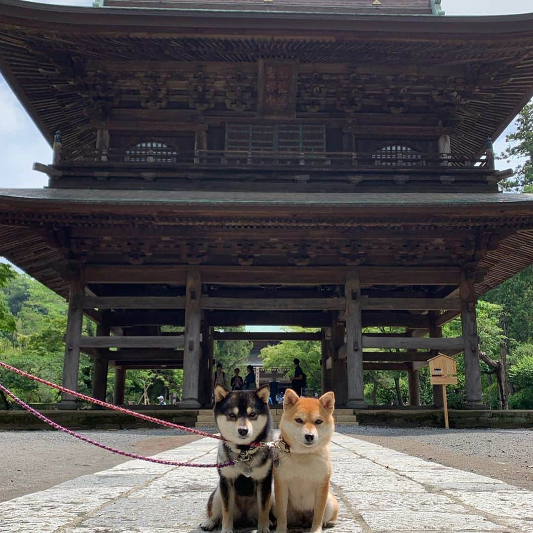 豆柴なつ&ふゆさんのインスタグラム写真 - (豆柴なつ&ふゆInstagram)「We go to Kamakura😆💓 鎌倉に行ってきました😆💓 ①鎌倉大仏 ②鶴岡八幡宮 ③円覚寺  #旅行#trip #鎌倉 #鎌倉大仏#鶴岡八幡宮 #円覚寺#theshibasociety #いぬのきもち  #dogscorner #dogsofinstaworld #柴犬ライフ#pecoいぬ部 #shiba_snap  #柴犬#shiba #shibainu #shibastagram #いぬすたぐらむ #pecoいぬ部 #犬バカ部 #shibainumag_feature #instafollow #dogoftheday  #🐕📷 #theshibasociety #mameshiba  #柴#proudshibas #cutepets #柴犬マニア」5月29日 20時03分 - mameshiba.natsuinu56