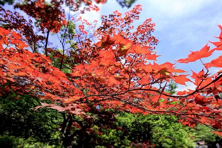 千葉翔也さんのインスタグラム写真 - (千葉翔也Instagram)「夏にも赤い葉っぱがあるんですね  #初夏  #風景 #紫陽花 #もうすぐ梅雨 #散歩 #photo #summer #japantrip」5月29日 20時05分 - shoya_chiba_official