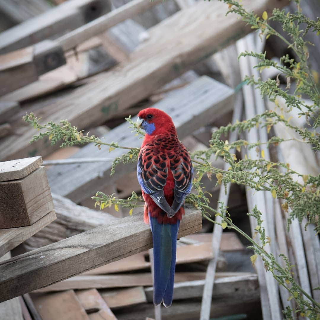 デビッド・ポーコックさんのインスタグラム写真 - (デビッド・ポーコックInstagram)「Do you have a favourite bird? 🐦🦅🦆🦉🐧 . . I’ve always loved birds. Growing up I was obsessed with Meyers parrots, which weren't that common around where we lived. I was fascinated by the ancient-looking Ground hornbill. The calls of the African scops owl is the sound of the night in Zimbabwe for me. . In Canberra, the Gang-gang cockatoos are incredible. And seeing a Spotted pardalote in the garden is a treat. . .  Photos of Crimson rosellas in the garden.  #wildlifewednesday #birds」5月29日 20時40分 - davidpocock