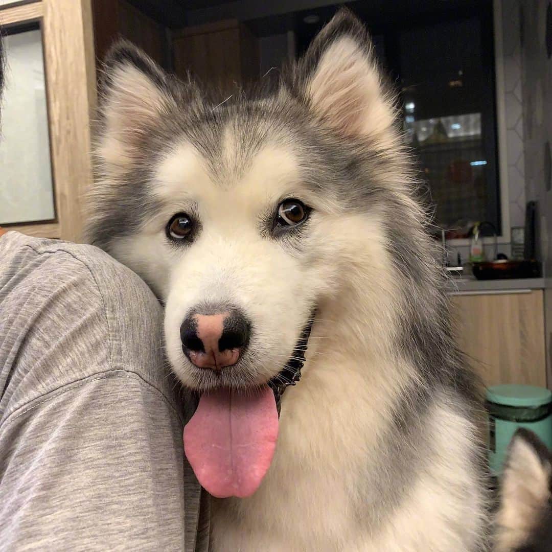 husky and malamuteのインスタグラム：「How happy family.😍😍 From weibo：@大锅只是喝醉」