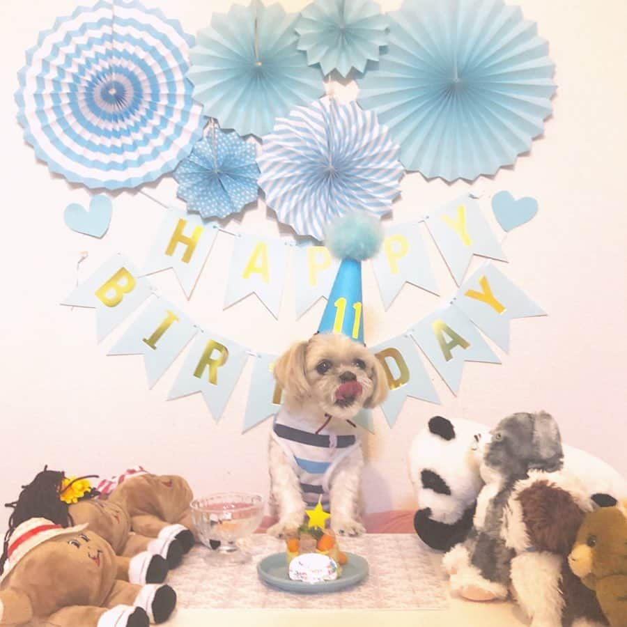 福田多希子さんのインスタグラム写真 - (福田多希子Instagram)「2019✽5✽24 🐾🐶﻿ Happy 11th Birthday🎂💙💙💙﻿ ちゃちゃ丸11歳になりました✽✽﻿﻿﻿ ﻿ 今年も無事にbirthday🥳﻿ おっとりしてて、とても優しい男の子💙 気が小さくてビビりなちゃちゃ丸はいつも近くに寄り添ってくる笑 出会ってくれてありがとう😍﻿ 今年で11歳❗️いつまでも健康で長生きしてね～🎂✽✽まねきと仲良くね💙﻿ ﻿ ケーキは#コミフ の犬用ケーキ﻿ 去年はスイーツケーキだったので今年は甘くないものを🥳ジャガイモや人参ブロッコリーでできてまーす ちゃちゃ丸美味しいね～😘💙﻿まねきと仲良くね～♥︎♥︎♥︎ ﻿ #ギャラリー多い﻿ #シーズー#シーズー大好き﻿#お誕生日おめでとう﻿ #お誕生日#愛犬誕生日#🎂#🐶﻿ #シーズー大好き部#ちゃちゃ丸﻿ #shihtzu ﻿」5月29日 20時43分 - yomeponta