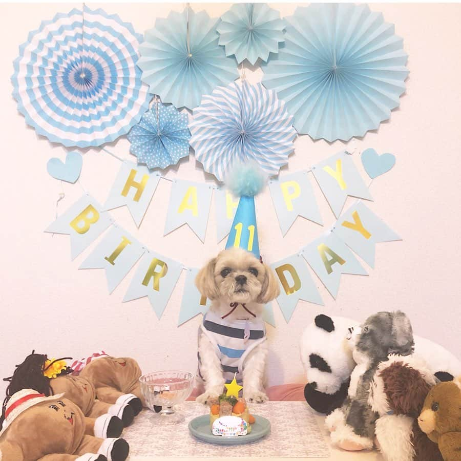 福田多希子さんのインスタグラム写真 - (福田多希子Instagram)「2019✽5✽24 🐾🐶﻿ Happy 11th Birthday🎂💙💙💙﻿ ちゃちゃ丸11歳になりました✽✽﻿﻿﻿ ﻿ 今年も無事にbirthday🥳﻿ おっとりしてて、とても優しい男の子💙 気が小さくてビビりなちゃちゃ丸はいつも近くに寄り添ってくる笑 出会ってくれてありがとう😍﻿ 今年で11歳❗️いつまでも健康で長生きしてね～🎂✽✽まねきと仲良くね💙﻿ ﻿ ケーキは#コミフ の犬用ケーキ﻿ 去年はスイーツケーキだったので今年は甘くないものを🥳ジャガイモや人参ブロッコリーでできてまーす ちゃちゃ丸美味しいね～😘💙﻿まねきと仲良くね～♥︎♥︎♥︎ ﻿ #ギャラリー多い﻿ #シーズー#シーズー大好き﻿#お誕生日おめでとう﻿ #お誕生日#愛犬誕生日#🎂#🐶﻿ #シーズー大好き部#ちゃちゃ丸﻿ #shihtzu ﻿」5月29日 20時43分 - yomeponta