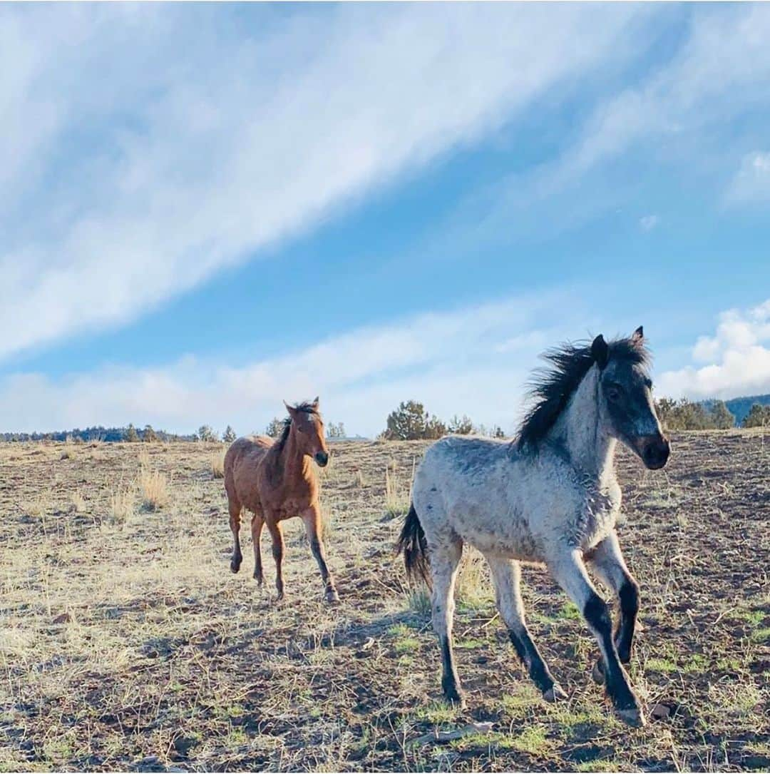 ベス・ベアーズさんのインスタグラム写真 - (ベス・ベアーズInstagram)「#repost @skydogsanctuary Sadly, after rescuing 11 special needs horses, and 11 donkeys through a very good working relationship with the BLM Burns Corrals we have been told that they will euthanize wild horses in the future rather than let us take anymore - even though we are offering to.  Sadly Rob Sharp, the WH&B specialist, believes that we are making them look bad by talking about a sad donkey, or showing a video of a wrangler taking off a tag, or saying they would euthanize them if we didn’t take them.  So from now on they will just shoot blind, club footed, ill or injured horses.  I have been sick to the stomach about this and feeling as though I have let the horses down somehow.  But I think we are shining too bright a light and they want to extinguish it.  11:11 is a powerful number and we shall forever be grateful to the amazing ladies at the corrals who worked with us to get these ones safe.  Here are some photos of the ones we saved and we won’t stop fighting to bring change ❤️ 😤🤬😢 #blmoregon #frustrated #emptythepens #adoptblmmustangs #adoptblmburros #passthesafeact #skydogs #wildburros #adoptdontshop #savedfromeuthanasia #mustangsmatter #everyoneofthem @blmoregon」5月29日 21時01分 - bethbehrs