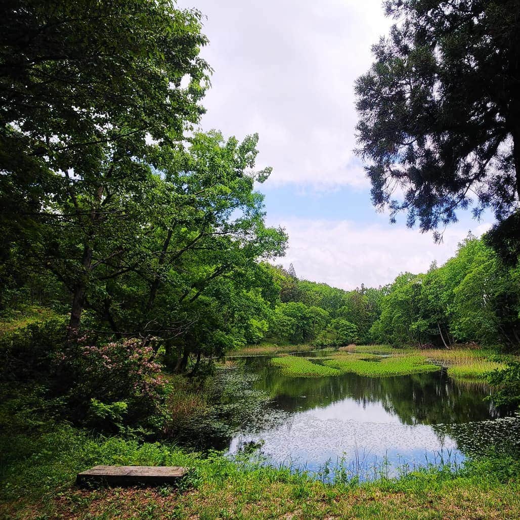 みながわゆみさんのインスタグラム写真 - (みながわゆみInstagram)「#西向沼 #米沢市 #市民の森 #沼 #自然がいっぱい #のどかな眺め #緑がきれい #青空 #良いお天気 #ハイキング #楽しかった」5月29日 21時16分 - nama.09.19