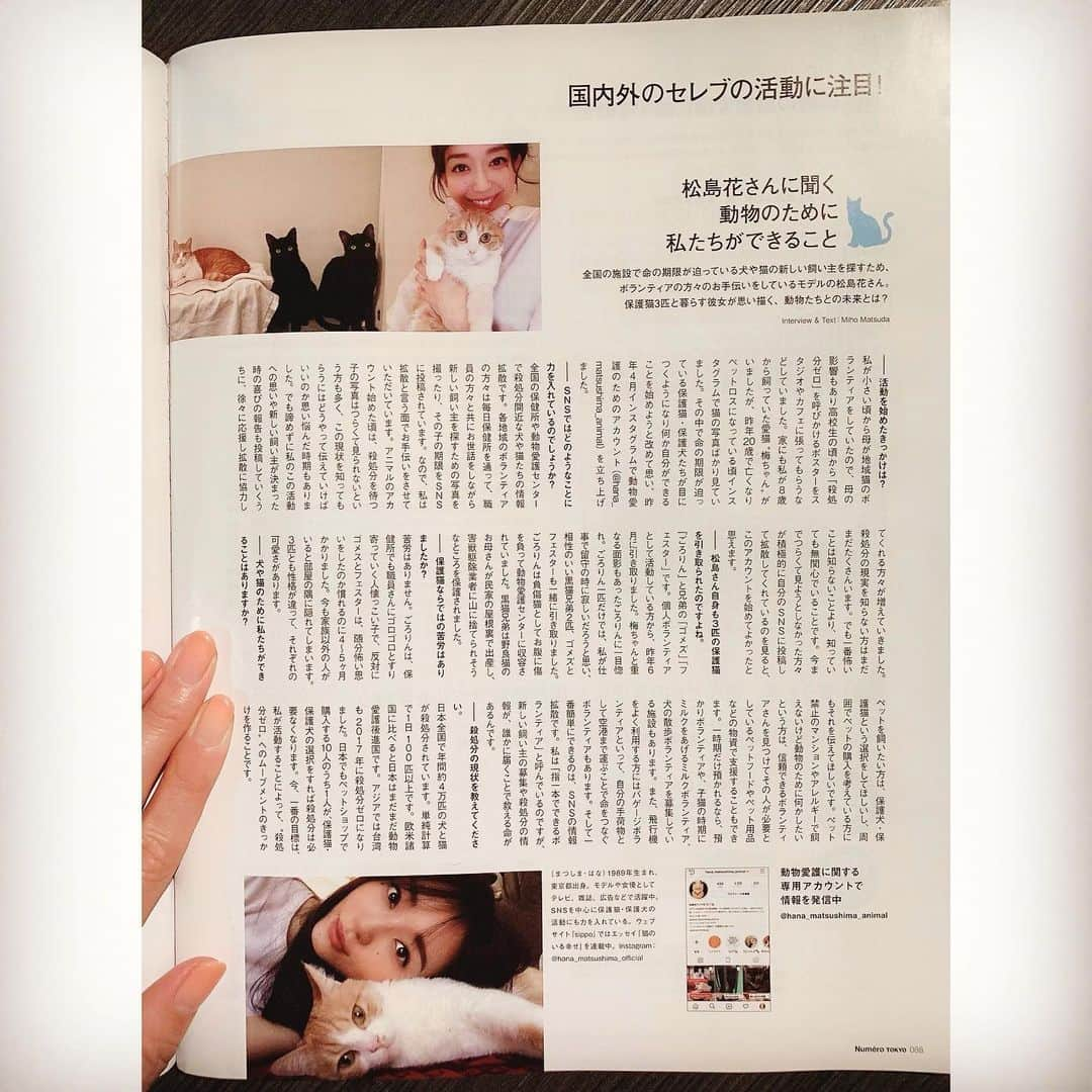 松島花さんのインスタグラム写真 - (松島花Instagram)「: 昨日発売の'Numero tokyo'📕に 保護猫🐈保護犬🐕活動についてお話した インタビューが掲載されています🐾 読んでもらえたら嬉しいです😌 殺処分ゼロへ向けて... できることから始めましょう🐾 : @hana_matsushima_animal  #numerotokyo #magazine  #ごろりん #ゴメズ #フェスター #花アニマル #保護猫 #保護犬 #保健所収容#命の期限 #終生飼育  #指1本でできるボランティア #殺処分ゼロ #殺処分反対 #殺処分より譲渡へ #猫 #犬 #生体販売反対 #大切な命 #ペットショップへ行く前に里親になる選択を」5月29日 21時16分 - hana_matsushima_official