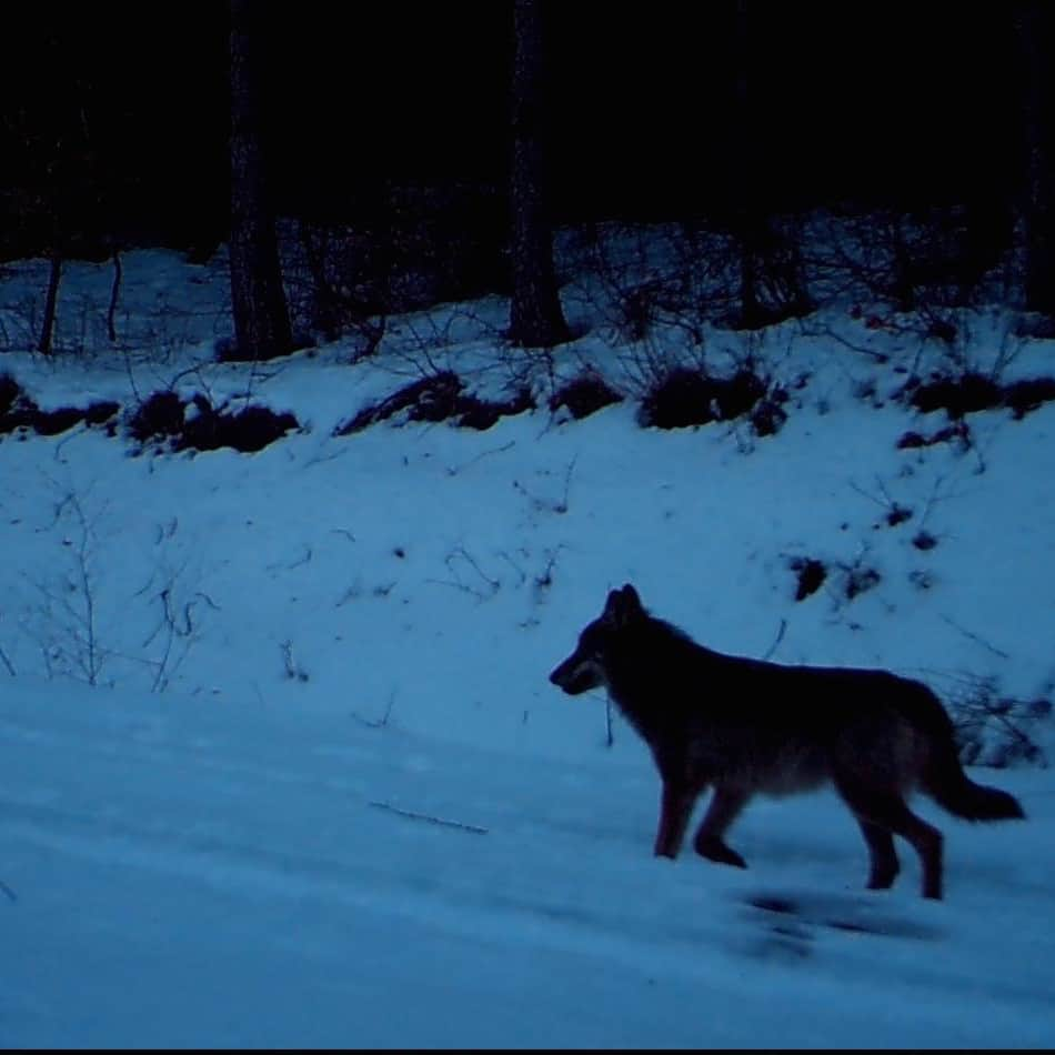 ルモンドさんのインスタグラム写真 - (ルモンドInstagram)「Si le loup est présent dans une trentaine de départements, le Var et les Alpes-Maritimes sont particulièrement concernés : ils ont concentré les deux tiers des attaques sur le territoire national entre le 1er janvier et fin février. En France, seulement 1 % des éleveurs connaissent plus de vingt attaques par an ; à Canjuers, c’est la norme. « A chaque fois que je dois achever une bête agonisante, j’ai envie de chialer », explique Fabien Michel, un éleveur d’Ampus : « Il y a deux ans, une nuit de gros mistral, on en a perdu cinquante-huit. Il m’a fallu des jours pour toutes les retrouver, les boyaux dehors, en train d’agoniser, coincées dans des talus. J’ai mis des semaines à m’en remettre. » Le loup, qui avait disparu de l’Hexagone dans les années 1930, a entamé son retour en France au début des années 1990. Le seuil de viabilité de l’espèce, fixé à 500 adultes, a été dépassé cet hiver, avant l’objectif du plan loup qui visait la date de 2023. Aujourd’hui limités entre 10 % et 12 %, les quotas d’abattages devraient être relevés à 17 %-20 %. - Image réalisée à l’aide d’un piège photographique, dans les Alpes, le 19 février. Photo : L. Raimbault - #Planete #Loups」5月29日 21時11分 - lemondefr