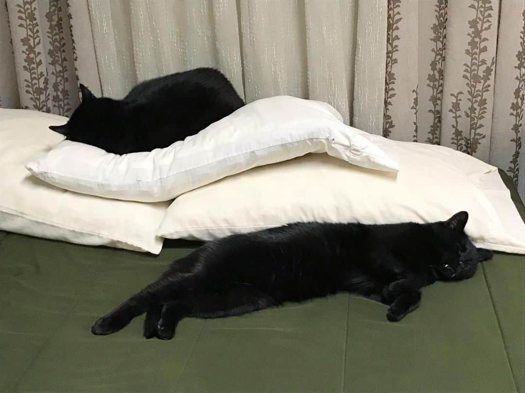 セルジオさんのインスタグラム写真 - (セルジオInstagram)「Still recovering from the holiday weekend like.... #donotdisturb 💤  We’re #recharging 🔋 . . #beautyrest #beautysleep #catchingzzzs #catnap #sleepycats #lazycats #sleepykitty #napsonnaps #napsohard #catslife #spoiledcats #catsinbed #happycatclub #furfamily #myfurbabies #catmom #blackcatsofinstagram #blackcats #vampirecat #catsofig #catsofinsta #rescuecats #whosavedwho #rescuedismyfavoritebreed #monkey🐒 #sweetbean」5月29日 21時15分 - monkandbean