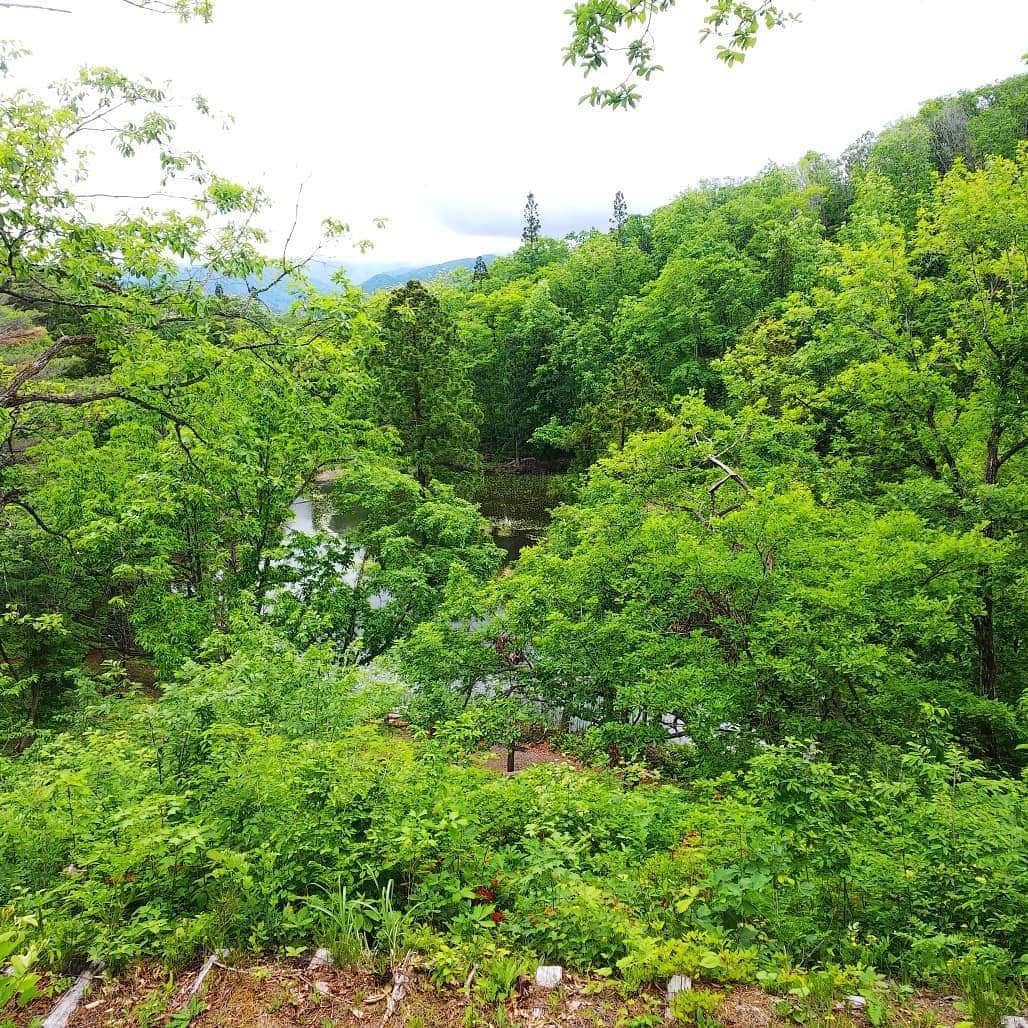 みながわゆみさんのインスタグラム写真 - (みながわゆみInstagram)「#西向沼 #米沢市 #市民の森 #沼 #自然がいっぱい #のどかな眺め #緑がきれい #青空 #良いお天気 #ハイキング #楽しかった」5月29日 21時16分 - nama.09.19