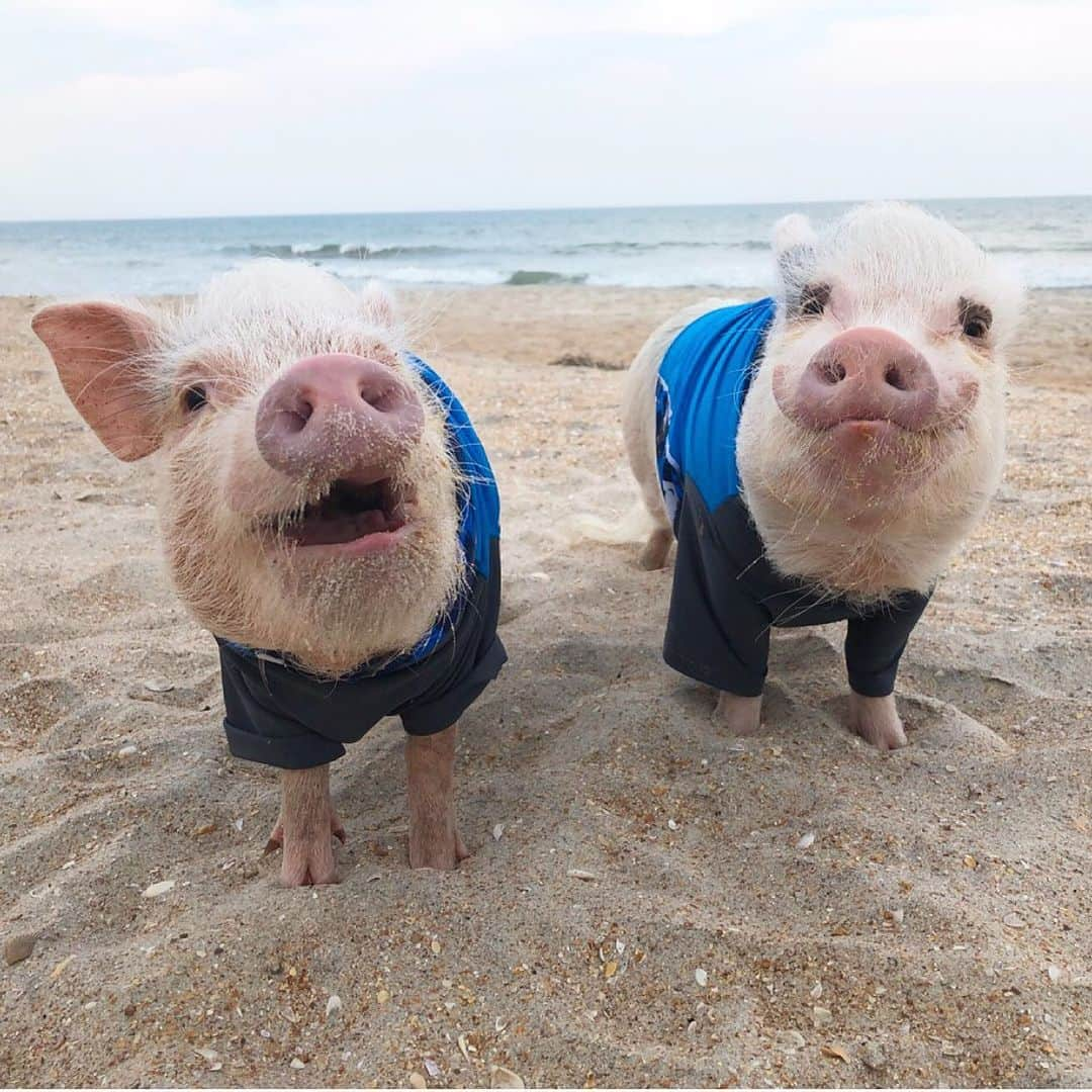 Priscilla and Poppletonさんのインスタグラム写真 - (Priscilla and PoppletonInstagram)「Guess who found his first shark’s tooth?🐷💙🦈Penn got a police escort to the beach in his little jeep and is doing some rooting with cousin Pop. Let the summer adventures begin!🐷🌴☀️#pontevedrabeach #beachday #sharksteeth #PopandPenn #PrissyandPop」5月29日 21時25分 - prissy_pig