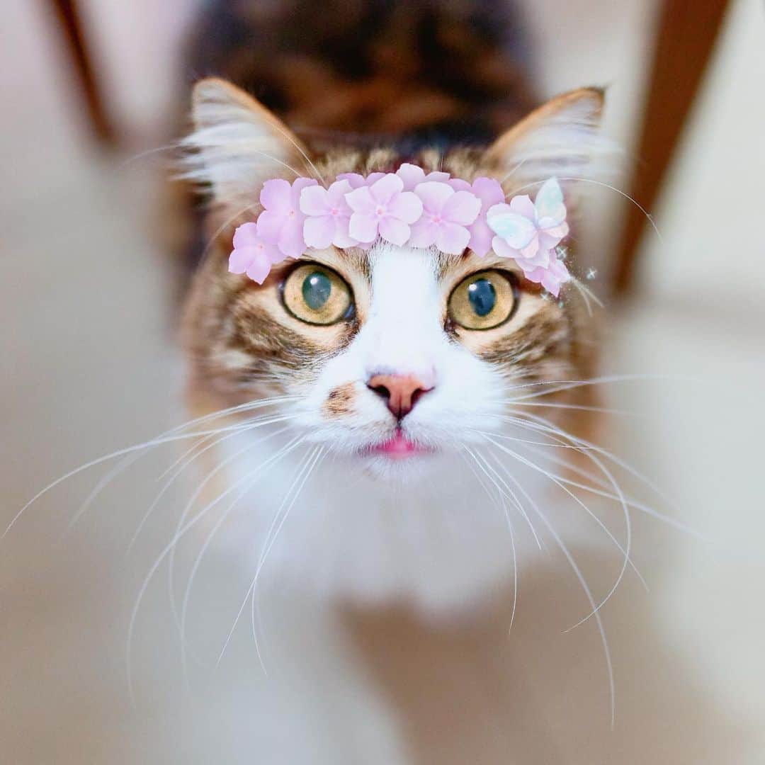 BeautyPlus Japanさんのインスタグラム写真 - (BeautyPlus JapanInstagram)「紫陽花スタンプ登場！ 動物顔認識もできるよ😽😻 #ビューティープラス  #ビューティープラスペット  #beautyplus #紫陽花 #猫好きな人と繋がりたい  #猫」5月29日 12時25分 - beautyplus_jp