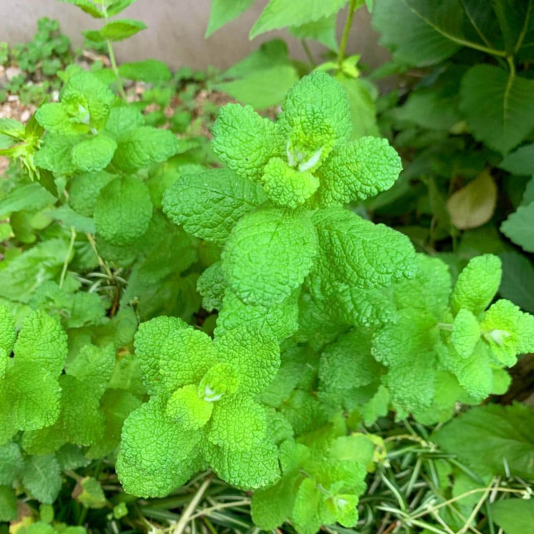 木部さんさんのインスタグラム写真 - (木部さんInstagram)「ミントの葉っぱ🌱みっけた🌱🌿✨ . . . . #ミント #ミントの葉 #いい香り💕 #自然 #ミントの香り #ハーブ #peppermint #applemint #mintleaves #harb #naturalgreen」5月29日 12時29分 - kibe_dayo