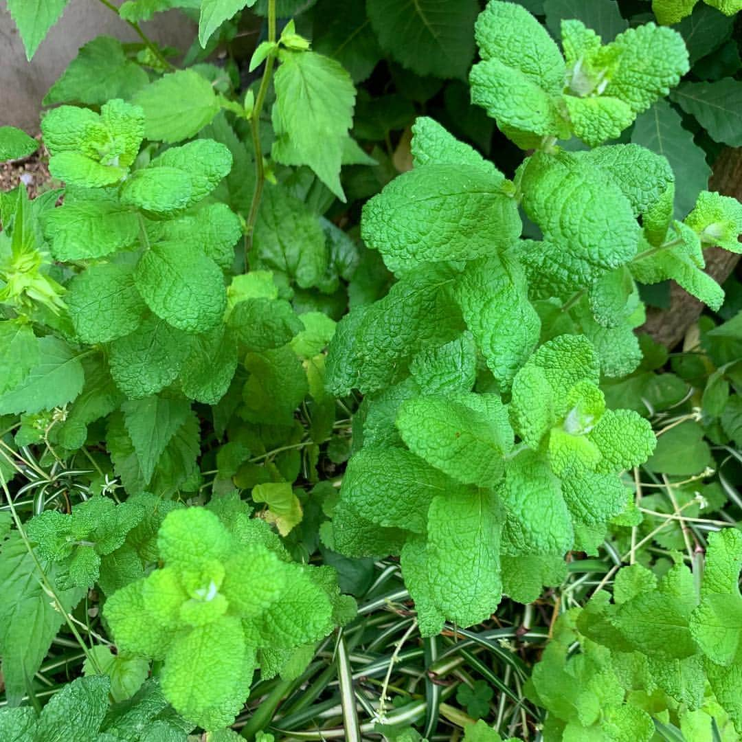 木部さんさんのインスタグラム写真 - (木部さんInstagram)「ミントの葉っぱ🌱みっけた🌱🌿✨ . . . . #ミント #ミントの葉 #いい香り💕 #自然 #ミントの香り #ハーブ #peppermint #applemint #mintleaves #harb #naturalgreen」5月29日 12時29分 - kibe_dayo