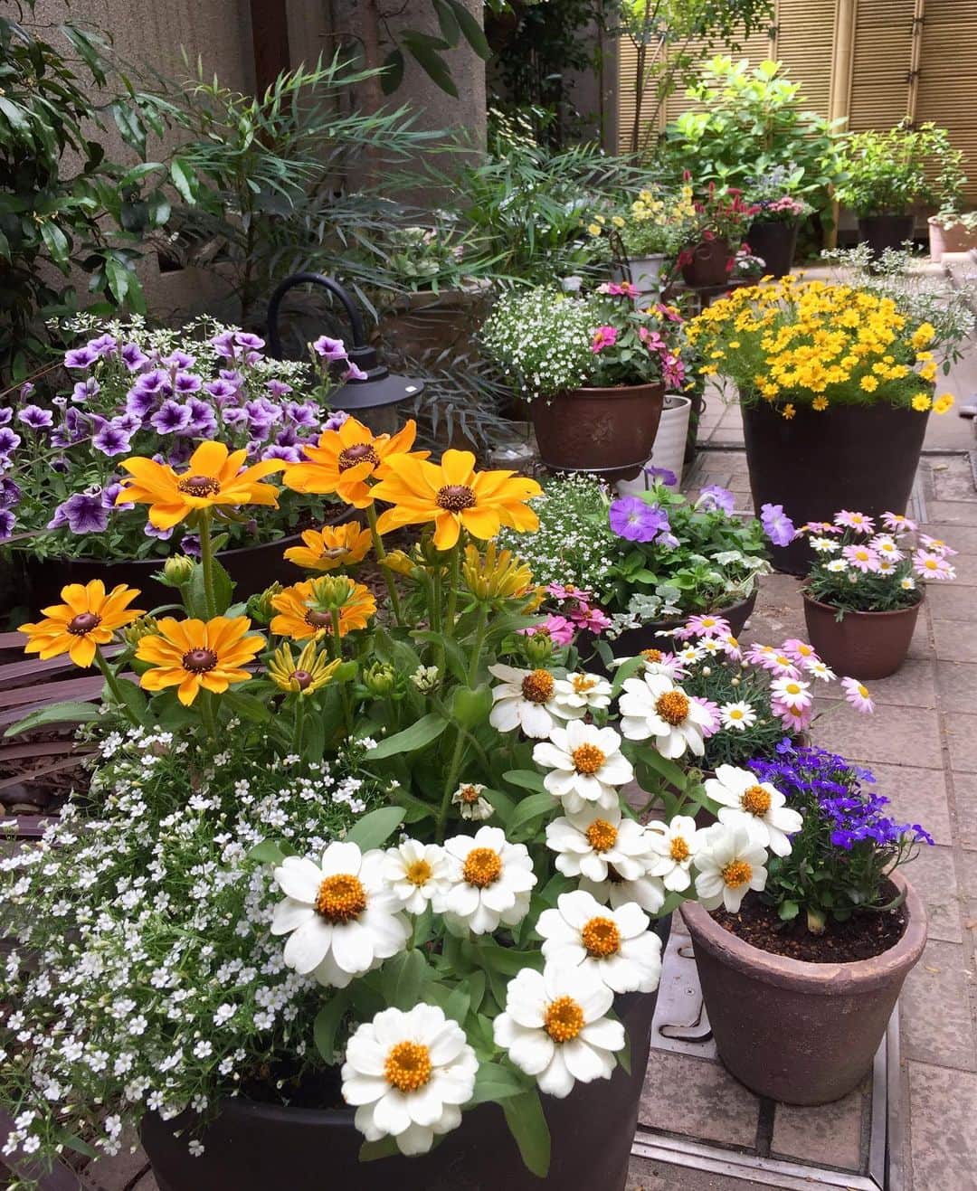 奥薗壽子さんのインスタグラム写真 - (奥薗壽子Instagram)「ベランダの植え替え。ダイヤモンドフロストやガーデンかすみ草のふわふわした感じが、自分では気に入っています😆💕 ＊ #花 #花好きな人と繋がりたい #ガーデニング #ベランダ#かすみ草」5月29日 12時41分 - to_ohana