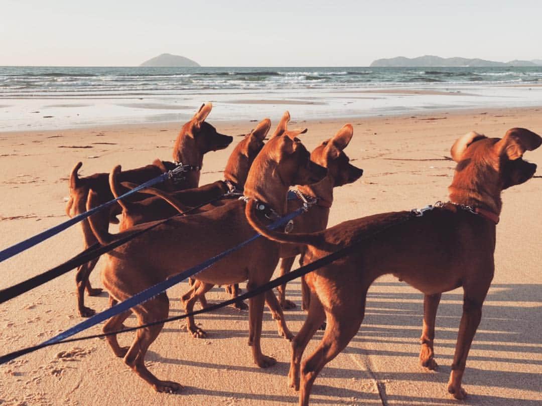 JAMOSAさんのインスタグラム写真 - (JAMOSAInstagram)「Dog + Beach = HEAVEN💛 奥からジャッキー、スター、チリ、キロロ、サニー🐶 自分の子は後ろ姿でも見分けつきます🤩🤙🏾 #minipins #pincher #ミニピン」5月29日 13時10分 - jamosa148