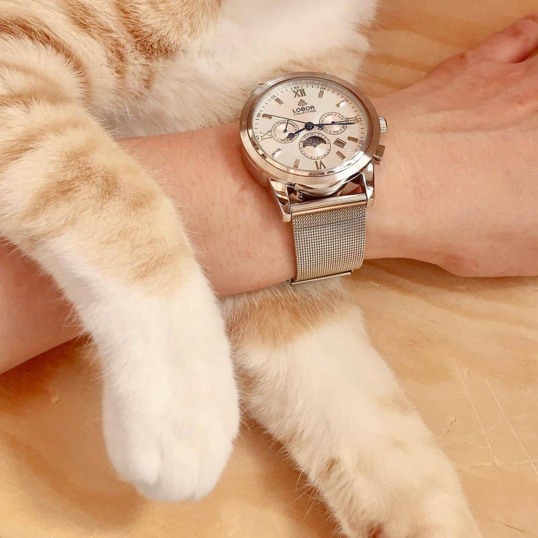 midoriさんのインスタグラム写真 - (midoriInstagram)「. . 令和も、 @loborjapan  の腕時計⌚️. . .  夏も近いし、メッシュベルトを選んでみました❤️❤️. . . . . . 『midorinotanbo521 』のクーポンコード使用で10パーセントオフになりますので、是非、お気に入りを見つけて下さい🤗🤗. . .  #lobor#ロバー#腕時計#時計 . .  #ねこ#猫#ねこすたぐらむ #にゃんこ  #にゃんすたぐらむ#ふわもこ部#茶トラ #みんねこ#ピクネコ#ねこらぶ #スタペ応募#ねこのきもち部#ペコねこ部 #instagram#catstagram#cats_of_instagram#ilovemycat」5月29日 13時21分 - midorinotanbo