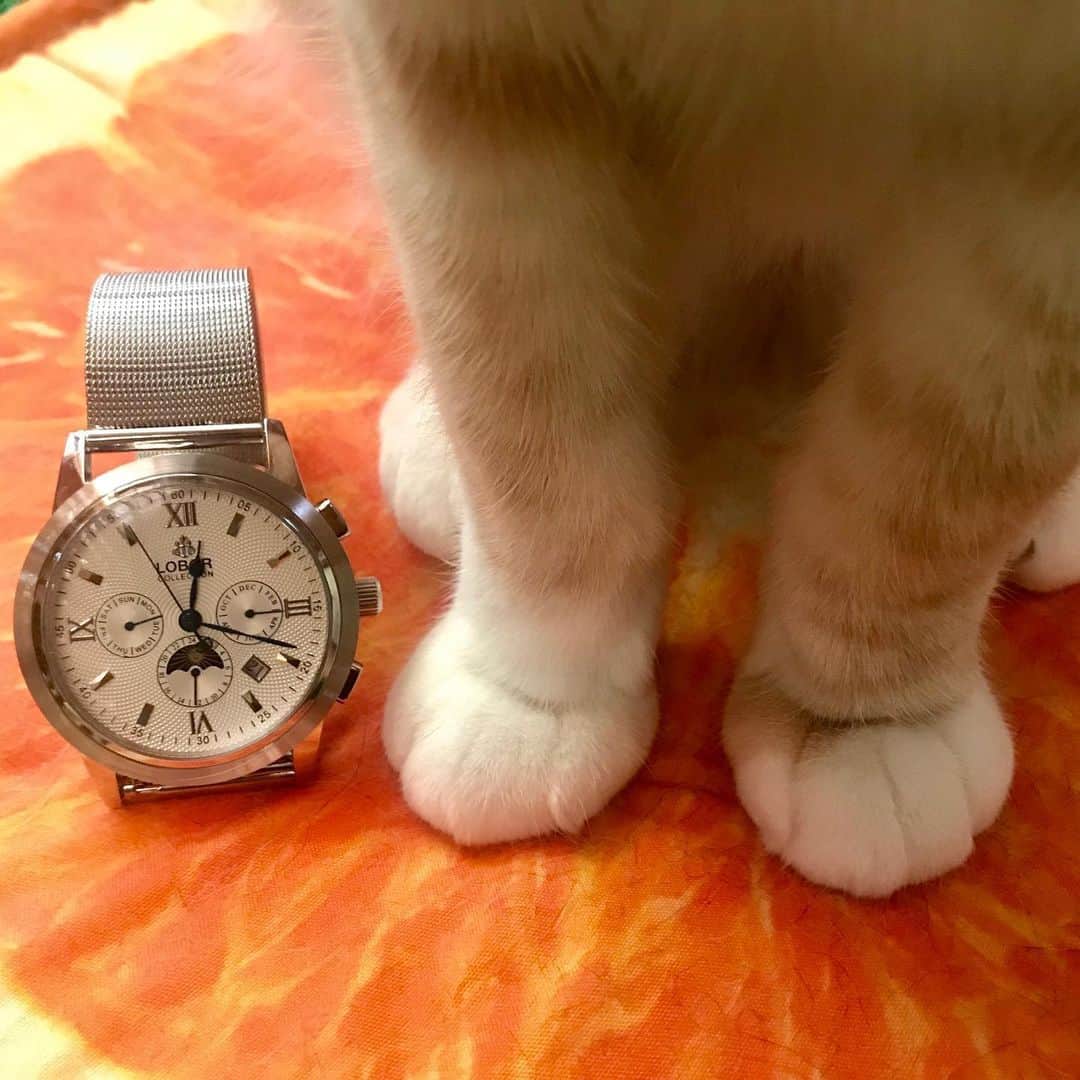 midoriさんのインスタグラム写真 - (midoriInstagram)「. . 令和も、 @loborjapan  の腕時計⌚️. . .  夏も近いし、メッシュベルトを選んでみました❤️❤️. . . . . . 『midorinotanbo521 』のクーポンコード使用で10パーセントオフになりますので、是非、お気に入りを見つけて下さい🤗🤗. . .  #lobor#ロバー#腕時計#時計 . .  #ねこ#猫#ねこすたぐらむ #にゃんこ  #にゃんすたぐらむ#ふわもこ部#茶トラ #みんねこ#ピクネコ#ねこらぶ #スタペ応募#ねこのきもち部#ペコねこ部 #instagram#catstagram#cats_of_instagram#ilovemycat」5月29日 13時21分 - midorinotanbo