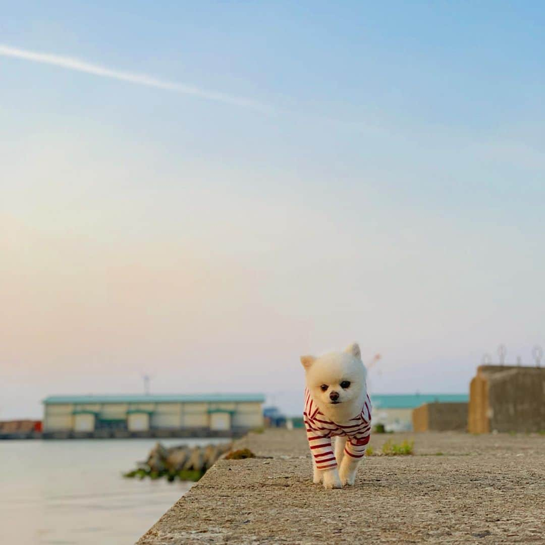 ニコちゃんさんのインスタグラム写真 - (ニコちゃんInstagram)「やっほい❣️まだGWの予定が決まってない方は、是非とも秋田へやっほいでござるよ〜‼️ ✨✨✨🌊🐟🦀🐕🐶👹🌾🌺🌲🗻✨✨✨ #GWの予定まだの方 #お越しください #ようこそ秋田へ #秋田県 #男鹿市 #なまはげ #その他 #魅力いっぱい #ポメリズム #ポメラニアン #白ポメ #pomeranian」5月29日 13時22分 - nico_susukita