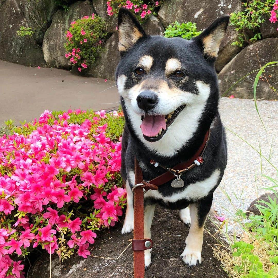 vo_coのインスタグラム：「🌤 公園のツツジ、GW後くらいに全部枯れたと思ってたけど… これはツツジじゃなくてサツキなのか？ 五月なだけに…！ 犬の散歩する習慣がない頃は花の名前なんて気にしたことなかったなぁ… * ちなみに好きな花は #クチナシ です #shibastagram #instashiba #shiba #shibainu #黒柴 #柴犬」