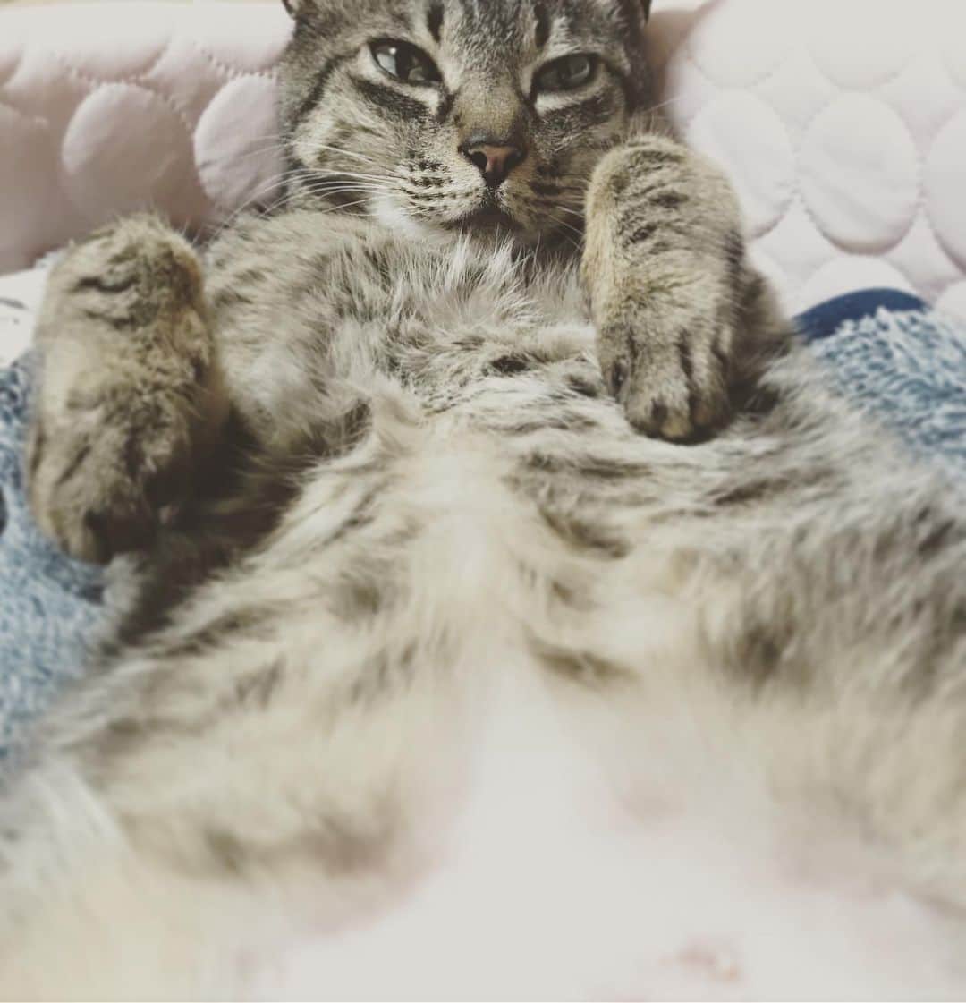 小嶋晶子のインスタグラム：「It's humid! This weather makes me tired.  #cat #cats #browntabby #catsofinstagram #catstagram #neko #nekostagram #ねこ #ねこ部 #ねこすたぐらむ #きじとら #きじとらねこ #きじとら女子 #きじとら部 #ネコ #ネコ部  #キジトラ #キジトラネコ #キジトラ部 #かぎしっぽ #かぎしっぽ猫部 #カギしっぽ #カギしっぽ猫 #お腹ハゲてる」