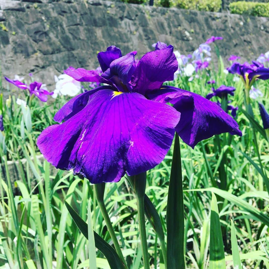 常盤よしこさんのインスタグラム写真 - (常盤よしこInstagram)「高瀬裏川花しょうぶまつり 色んな種類があって綺麗〜。 千龍でお昼ごはん。 今日もお客さん多いなぁ♫ うまし。 休日満喫。  #花しょうぶ#高瀬裏川#高瀬裏川花しょうぶまつり#玉名ラーメン#千龍」5月29日 14時14分 - yoshiko.tokiwa