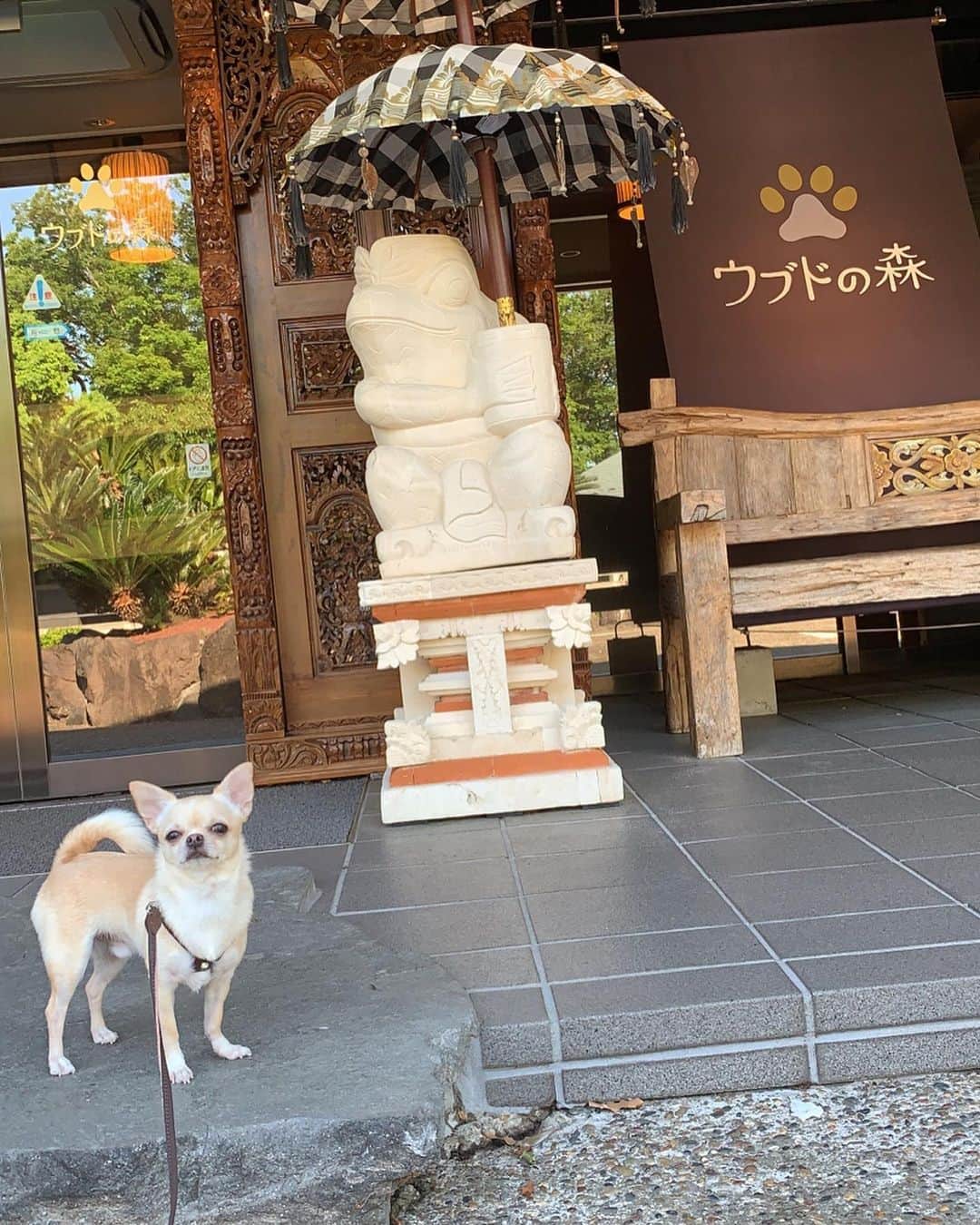 巴田みず希さんのインスタグラム写真 - (巴田みず希Instagram)「宿泊先は〜 ・ 愛犬と微笑む森の温泉リゾート♨️ “ウブドの森”だよ！ 🐕✨🌴 https://www.ubudnomori.jp/stay/ ・ 風が心地よくて、快晴☀️ ・ ここは、東新宿の「愛犬village」の系列なんだけど、以前その愛犬ビレッジのドッグランに娘と小晴くんを連れて初めて行ったとき、ホスピタリティが高すぎて最高だったので、赤ちゃん連れだけどワンコ連れて旅行に行くの大変だけど、もし旅行に行くならここに行きたい、と旦那さんに言ったら、じゃあ、そこに行こうか、と、予約してくれた。 ・ 旅行に行きたいと思っても、小晴くんをどこかに預けてっていうのは考えになくて、どこにでも、小晴くんと一緒に行けるなら行きたいし、もし預けないとダメならそこへは行かないって感じになってる笑 ・ 去勢手術の日、初めて小晴くんが入院、一泊離れ離れだったんだけど、一泊で辛かったから笑 ・ 2日間で赤ちゃん連れは私達以外居なかったけど、赤ちゃんにも、ワンコにも、最高の施設だったよ❣️ ・ ・ ・ #伊豆旅行 #ウブドの森 #伊豆 #紫外線強かった #uv対策 #夏日 #summer #チワワ #スムースチワワ #チワワと赤ちゃん #チワワのいる暮らし #ドッグラン #dogrun #いつも一緒 #chihuahuaonthebeach #愛犬と旅行 #赤ちゃんと犬のいる生活 #家族旅行 #初旅行 #babyanddog #スムースコートチワワ #チワワ部 #chihuahuaoftheday #chihuahuas_of_instagram」5月29日 14時20分 - mizukitomoda