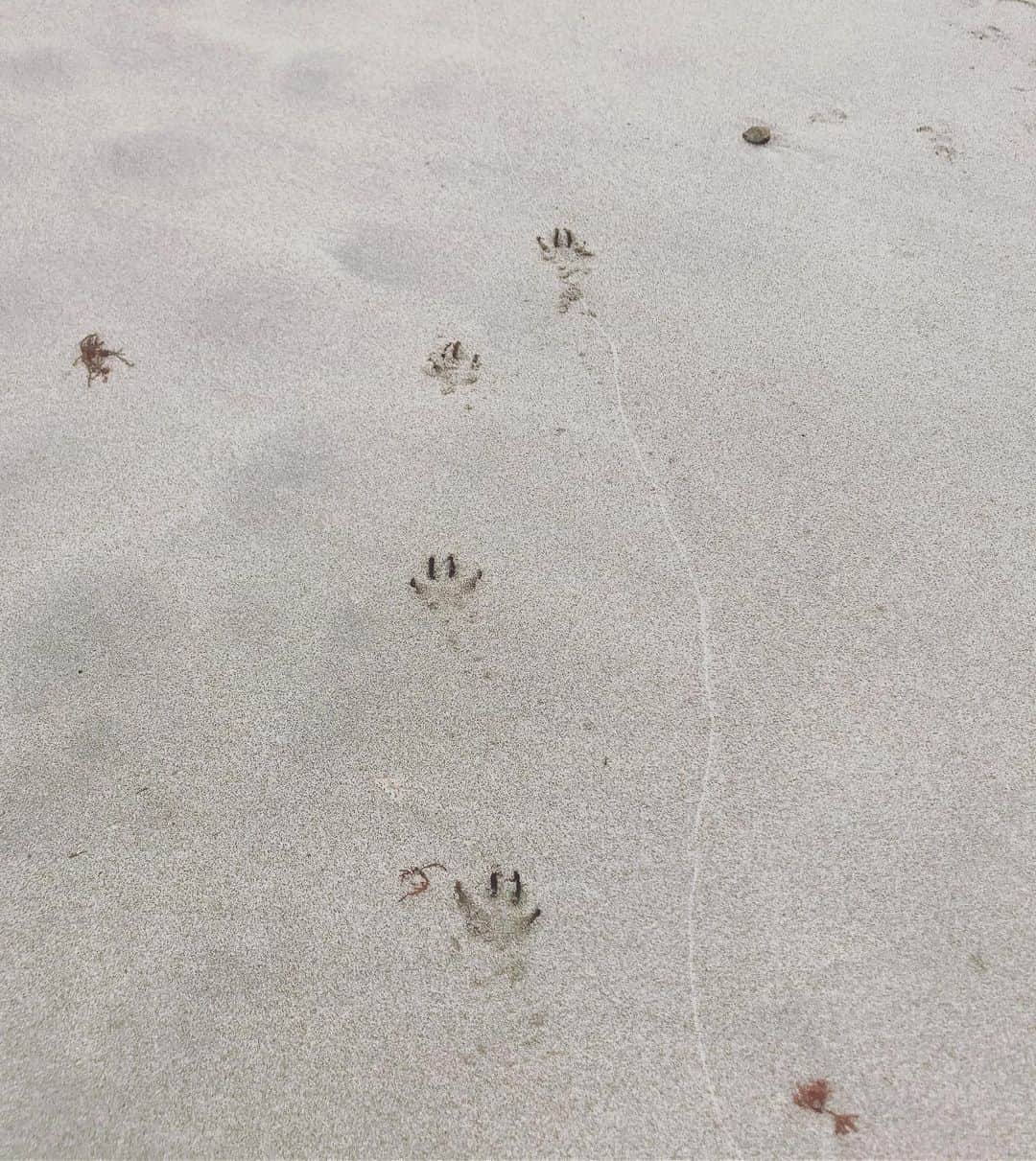 のインスタグラム：「足跡🐾🐾🐾」