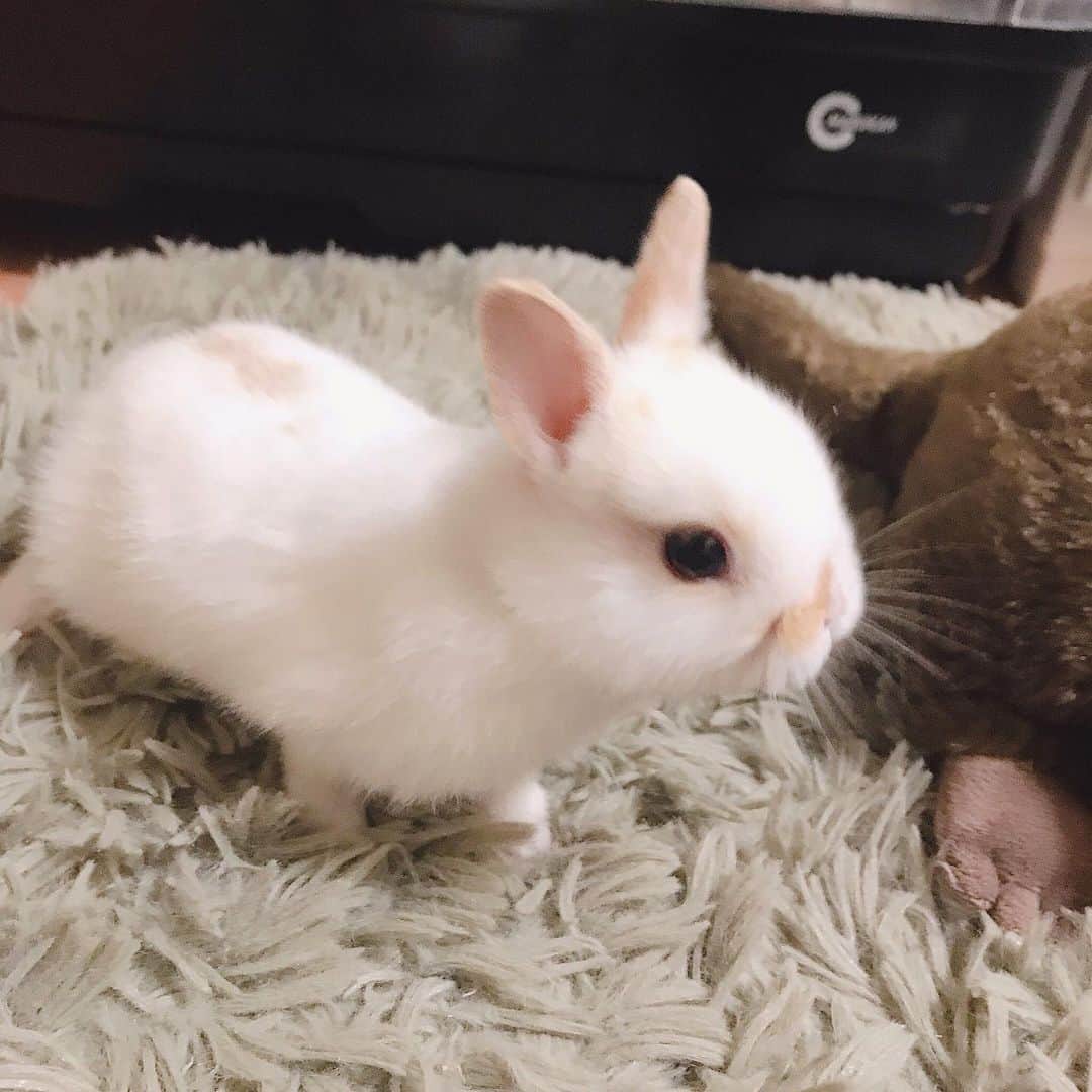 辰巳リカのインスタグラム：「新しい家族のあられちゃん🐇( ♂) 思い浮かぶ名前がどれもしっくりこず、、 お母さんうさぎを飼っているおねえさんが呼んでいたあられがすてきだったから、そのまま使っていくことにしました  貰いに行ったのが雨の日だったし、 漢字で書くと雨散る霰！ 雪みたいに白くふわふわであられ感ある！  人懐っこくてもうもう溺愛💕💕」