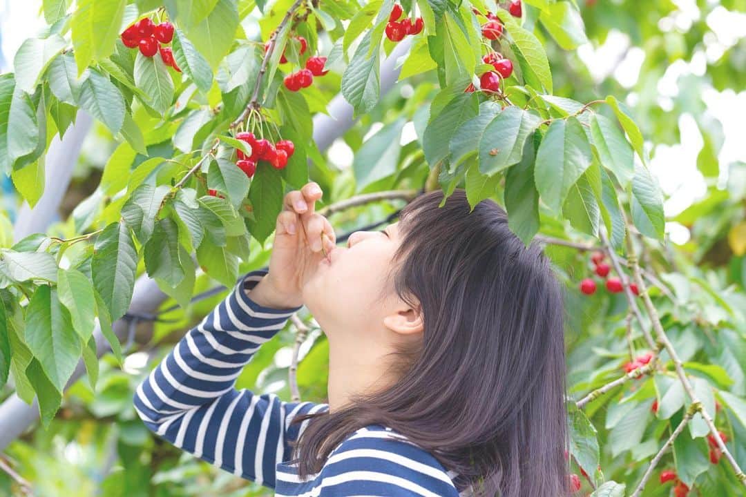 東北女子さんのインスタグラム写真 - (東北女子Instagram)「. 春天採草莓，夏天採櫻桃 . 日本超過75%的櫻桃產地在山形。想當初第一次吃到山形櫻桃時，感動到完全打破過去對櫻桃的印象👍 . #寒河江市 📍預約方式：🔍saruranbo.info，可預約當地的櫻桃果園 📍價格：3歲-7歲700円，7歲以上1500円 📍自駕的人，可以順道經過道の駅「#チェリーランド寒河江 」吃這裡超有名的義式冰淇淋❣️ . . . #東北女子travel #日本東北 #山形 #日本水果 #日本櫻桃 #さくらんぼ狩り #山形さくらんぼ #採櫻桃體驗 #日本山形 #山形旅行 #東北の夏 #東北女子 #寒河江 #yamagata」5月29日 15時36分 - tohoku_girl_official