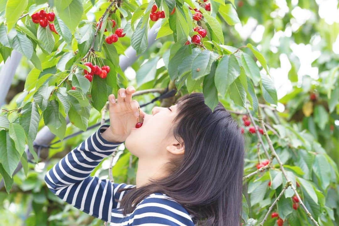 東北女子さんのインスタグラム写真 - (東北女子Instagram)「. 春天採草莓，夏天採櫻桃 . 日本超過75%的櫻桃產地在山形。想當初第一次吃到山形櫻桃時，感動到完全打破過去對櫻桃的印象👍 . #寒河江市 📍預約方式：🔍saruranbo.info，可預約當地的櫻桃果園 📍價格：3歲-7歲700円，7歲以上1500円 📍自駕的人，可以順道經過道の駅「#チェリーランド寒河江 」吃這裡超有名的義式冰淇淋❣️ . . . #東北女子travel #日本東北 #山形 #日本水果 #日本櫻桃 #さくらんぼ狩り #山形さくらんぼ #採櫻桃體驗 #日本山形 #山形旅行 #東北の夏 #東北女子 #寒河江 #yamagata」5月29日 15時36分 - tohoku_girl_official