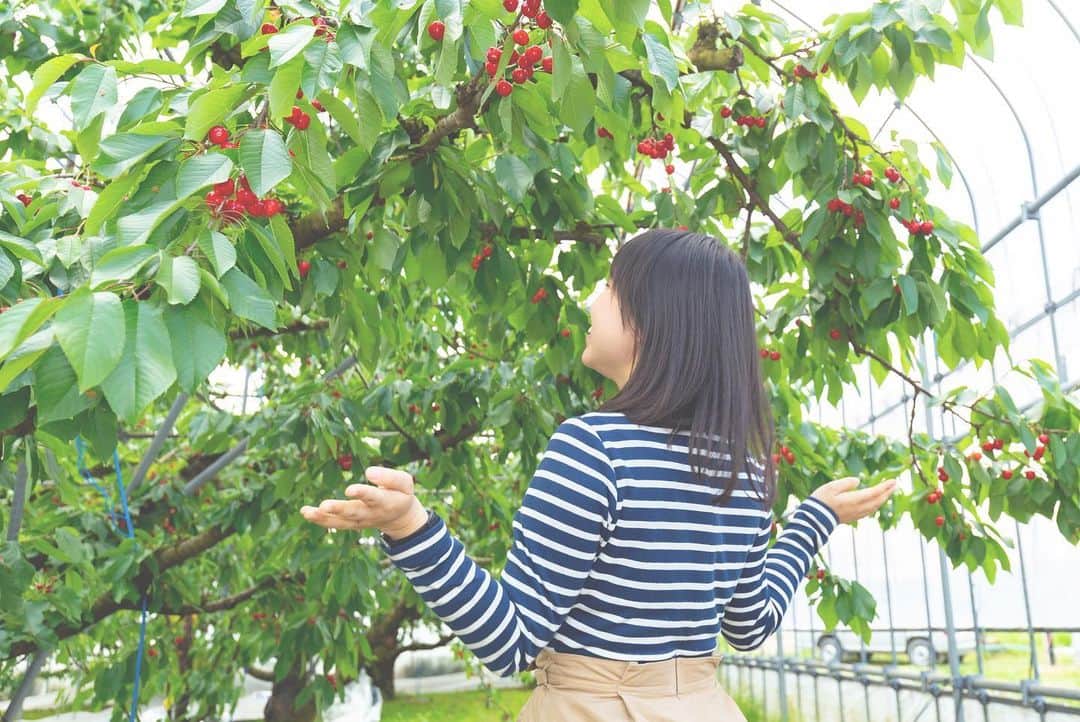 東北女子さんのインスタグラム写真 - (東北女子Instagram)「. 春天採草莓，夏天採櫻桃 . 日本超過75%的櫻桃產地在山形。想當初第一次吃到山形櫻桃時，感動到完全打破過去對櫻桃的印象👍 . #寒河江市 📍預約方式：🔍saruranbo.info，可預約當地的櫻桃果園 📍價格：3歲-7歲700円，7歲以上1500円 📍自駕的人，可以順道經過道の駅「#チェリーランド寒河江 」吃這裡超有名的義式冰淇淋❣️ . . . #東北女子travel #日本東北 #山形 #日本水果 #日本櫻桃 #さくらんぼ狩り #山形さくらんぼ #採櫻桃體驗 #日本山形 #山形旅行 #東北の夏 #東北女子 #寒河江 #yamagata」5月29日 15時36分 - tohoku_girl_official