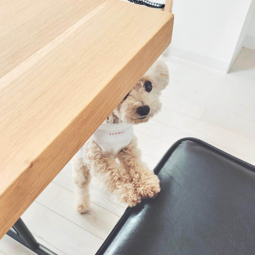 mizuのインスタグラム：「. 昨日は本当に多くの方にショップをご覧いただきましてありがとうございました。 ご不便をおかけしている方には申し訳ございません。 数に限りがありますこと、通販ですので皆さん同じ条件であることをどうかご理解いただけましたら幸いです。 よろしくお願い申し上げます。 . .」
