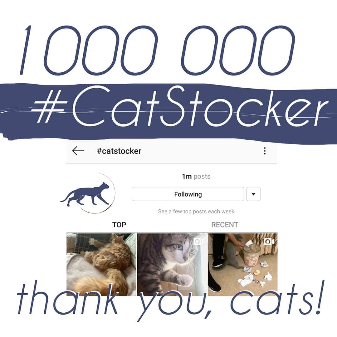 CatStockerのインスタグラム：「Meoooooow! 1 million posts with the hashtag catstocker Thank you cats! Cats, put our #catstocker on all your photos and become a famous cat!!!」
