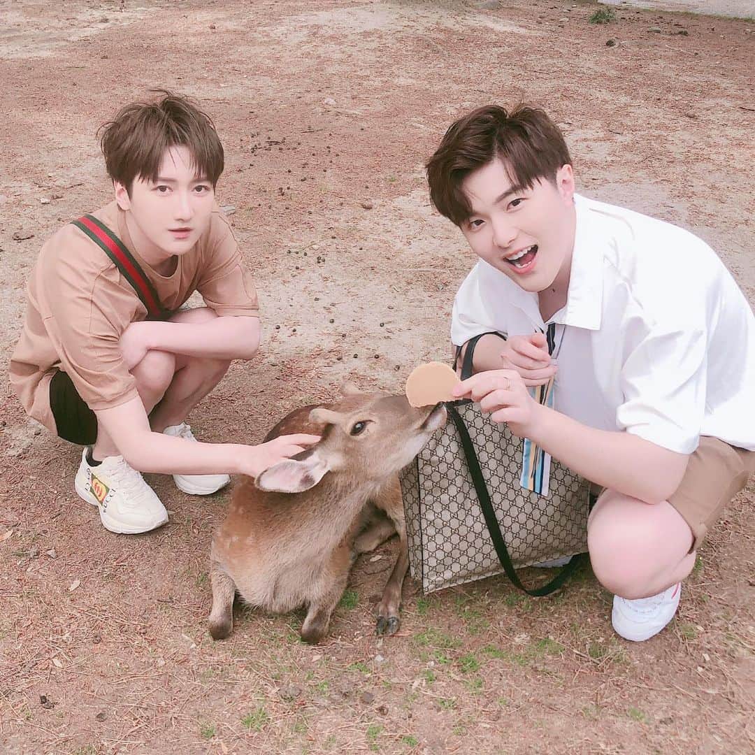 のインスタグラム：「ああ！鹿🦌がいる！！！！！」