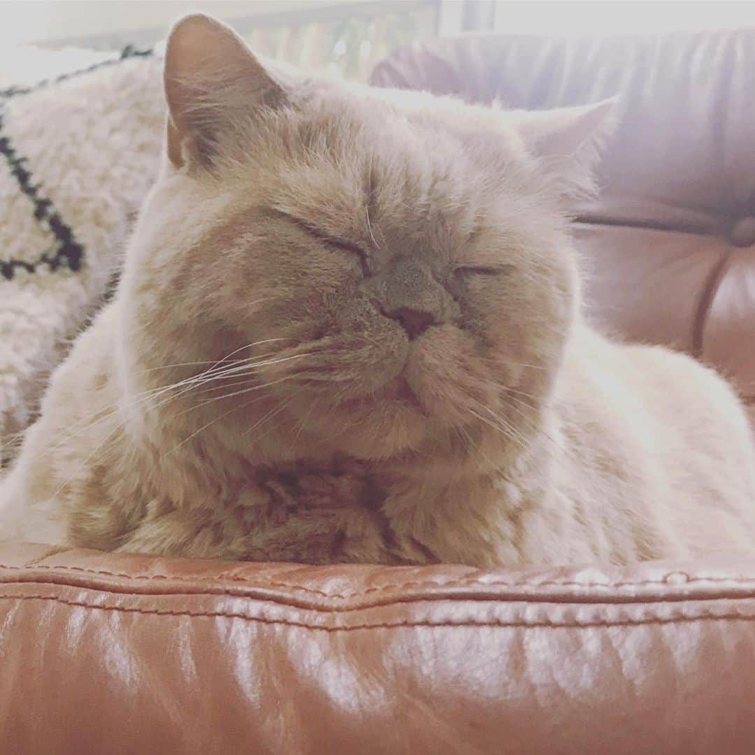 濱中鮎子さんのインスタグラム写真 - (濱中鮎子Instagram)「癒しの神様❣️ #cat #ネコ #小心者の親分 #チャイ坊 #チャイ #chai #britishshorthair #ブリティッシュショートヘア #クラッシュフェイス #ぶチャイく #愛の交歓」5月29日 16時45分 - ayukohamanaka