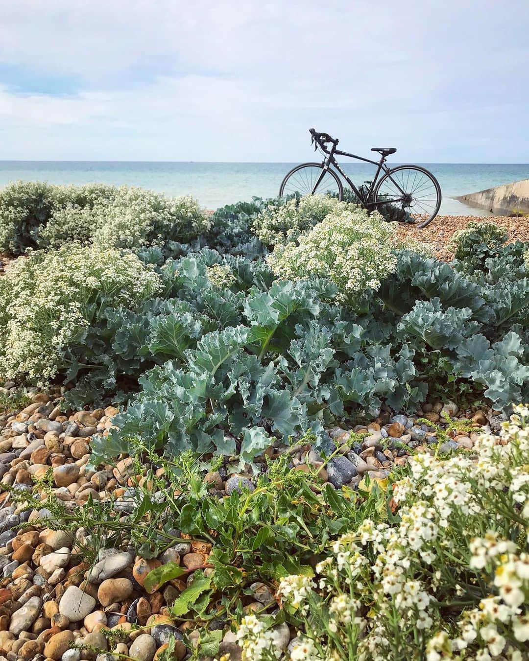 Tea and sittingのインスタグラム：「🚲...🌿🌊 #parkedbikesoftheworld #5ftinfbike」
