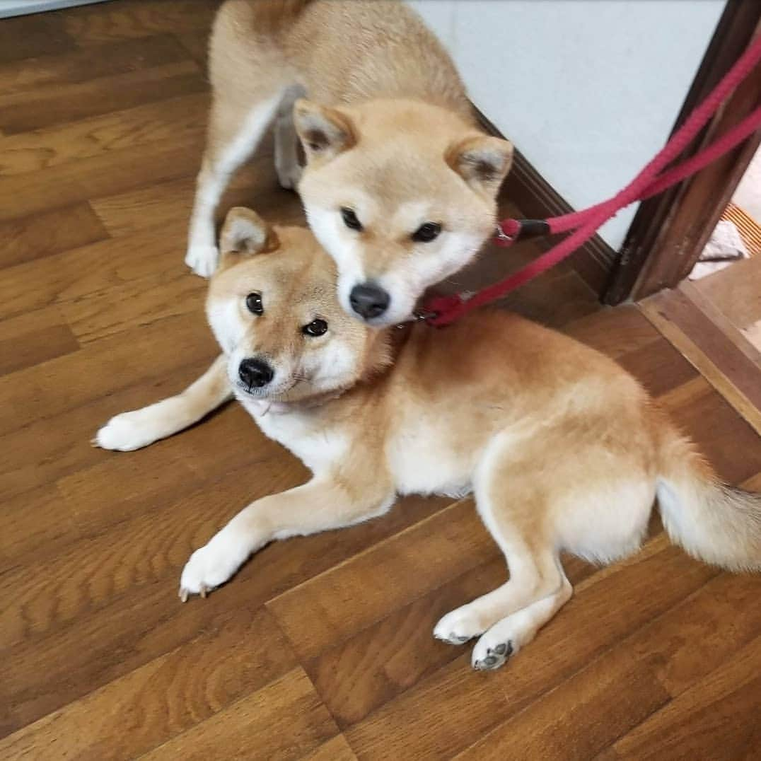 柴犬たま Shibainu Tamaのインスタグラム