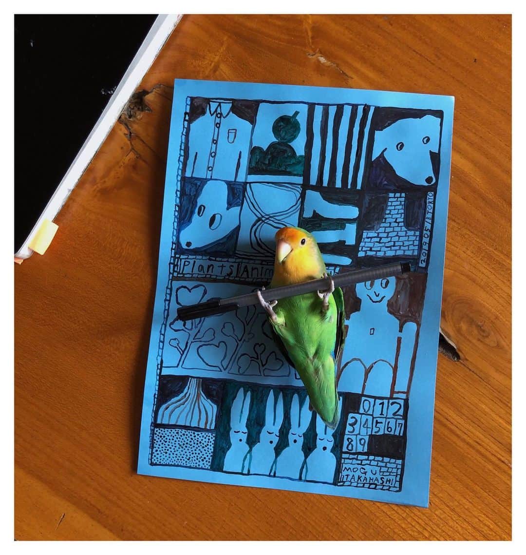 Mogu Takahashiのインスタグラム：「Drawing for an upcoming group exhibition at @ravnikargalleryspace in Ljubljana, Slovenia from 19June! 🇸🇮✈️👋🏻🦜✏️🚩🦕🌼﻿ まめは家でおるすばん〜 —————﻿ 210x297mm Gouache on paper / 2019﻿ #ravnikargalleryspace #mogutakahashi」