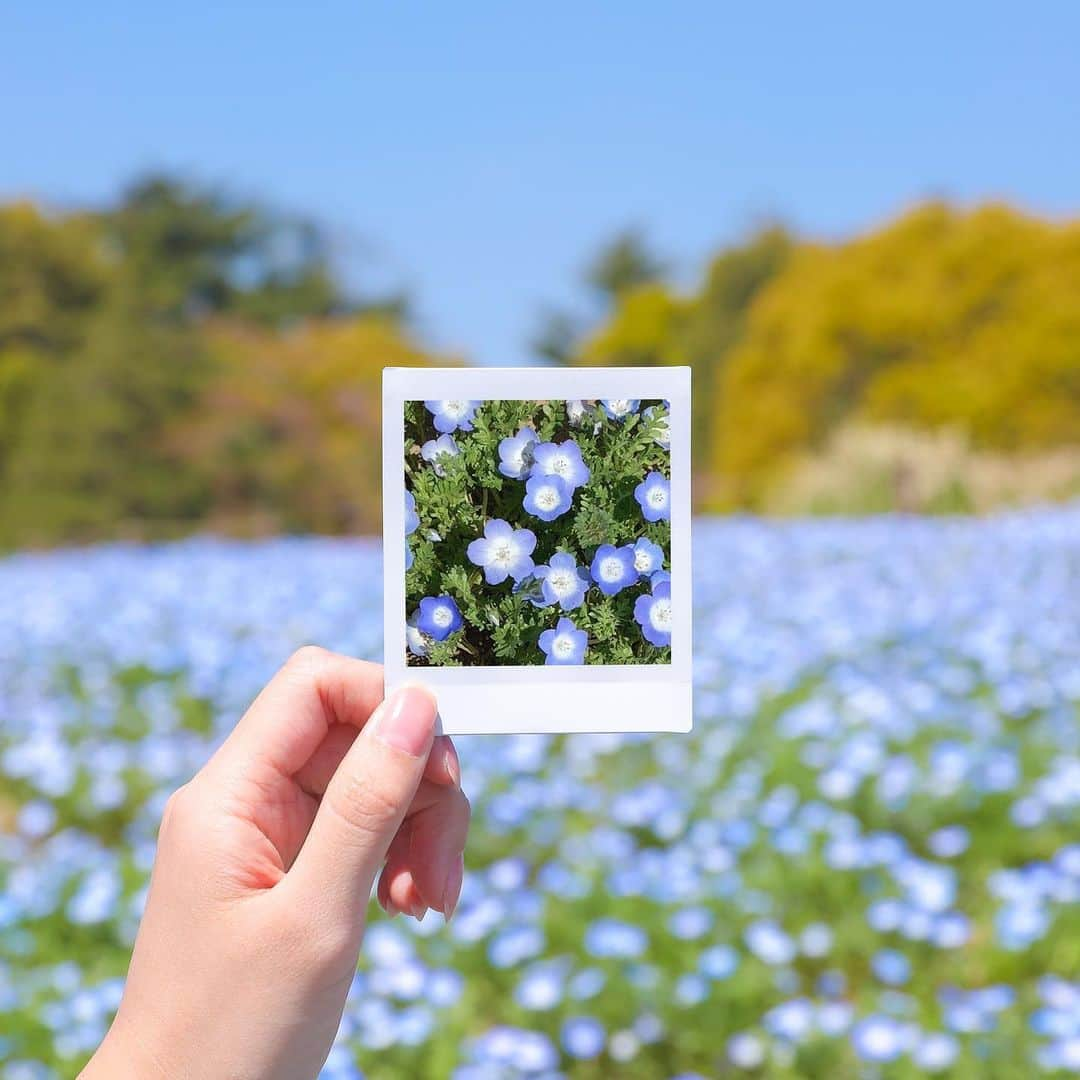 Fujifilm instaxさんのインスタグラム写真 - (Fujifilm instaxInstagram)「.﻿ 満開のネモフィラ畑でパチリ☆﻿ フォトインフォトに挑戦して、誰かに自慢したくなるような素敵な写真を撮ってみてくださいね♪﻿ ﻿ 【～チェキのおすすめ構図～】﻿ 今回は「余白のない切り取りレイアウト」をご紹介☆﻿ 被写体の一部を画面いっぱいに捉えて切り取った、余白のないレイアウトです。﻿ 模様のようになって、コレクションしたくなるかわいさになります♪﻿ ﻿ みなさんもいろんな場所を切り取って撮影したチェキを #instaxlife でぜひ投稿してください。﻿ 素敵な写真は、本アカウントにてご紹介をさせて頂きます！﻿ ﻿ 「instaxLifeプロジェクト」の詳細はこちらから☞https://instax.jp/instaxlifeproject/﻿ ﻿ #instax #instaxcamera #instaxsquare #cheki #チェキスクエア #チェキ #FUJIFILM #富士フイルム #ネモフィラ #花畑 #公園 #お出かけ日和 #photoinphoto #チェキのある生活 #instaxlife #メモリアルチェキ」5月29日 18時00分 - cheki_instax