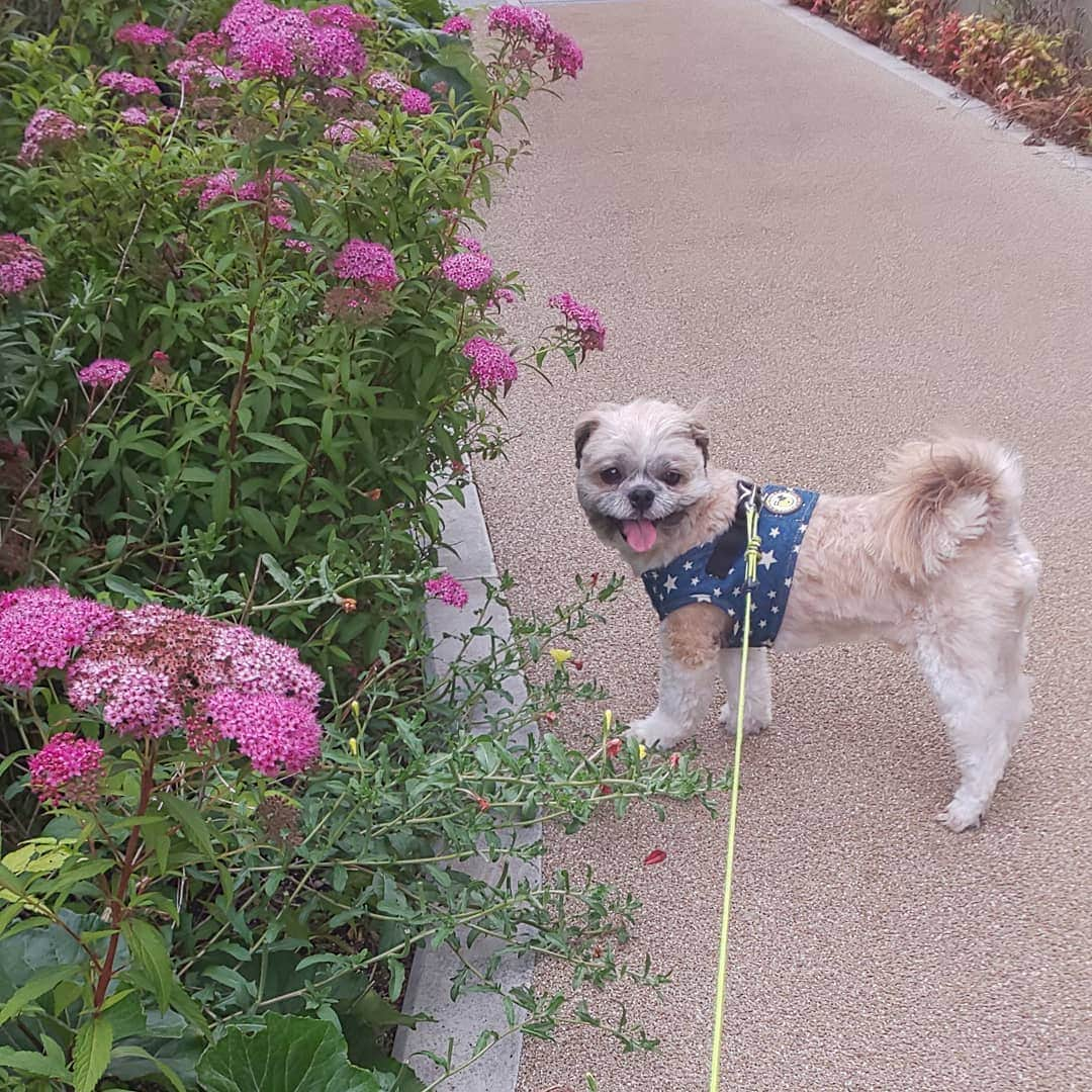 タンゲクンさんのインスタグラム写真 - (タンゲクンInstagram)「涼しい」5月29日 18時07分 - etsukomiuze