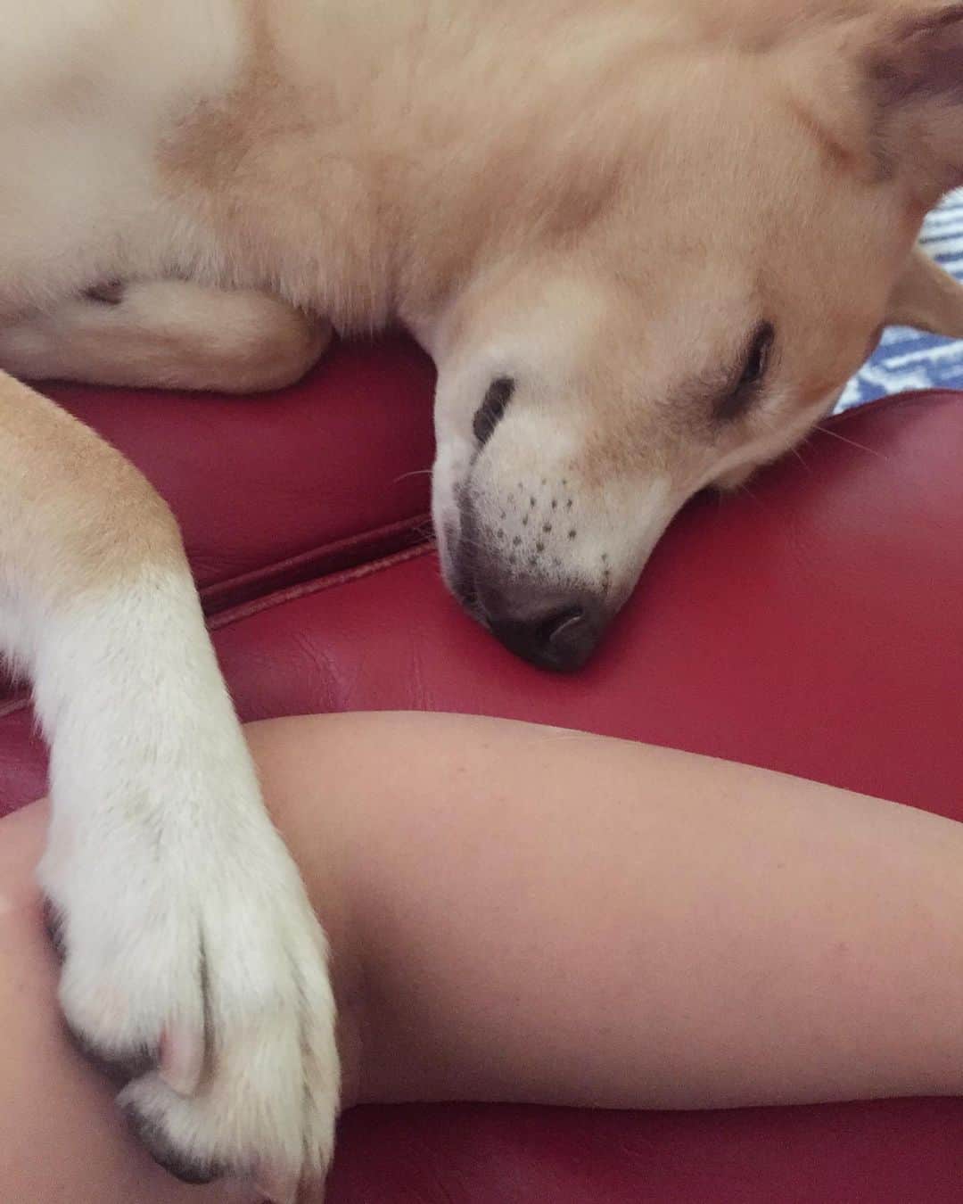 喜国雅彦＆国樹由香さんのインスタグラム写真 - (喜国雅彦＆国樹由香Instagram)「ほんの少し休憩しようとソファにごろんとしたら、柑奈ちゃんが眠りながら私の腕をつかんできました（由）  #dogstagram #dog #mydog #mygirl #asleep #love #cute #happy  #雑種犬 #保護犬 #我が家の破壊姫 #振りほどくのつらい」5月29日 18時24分 - kunikikuni