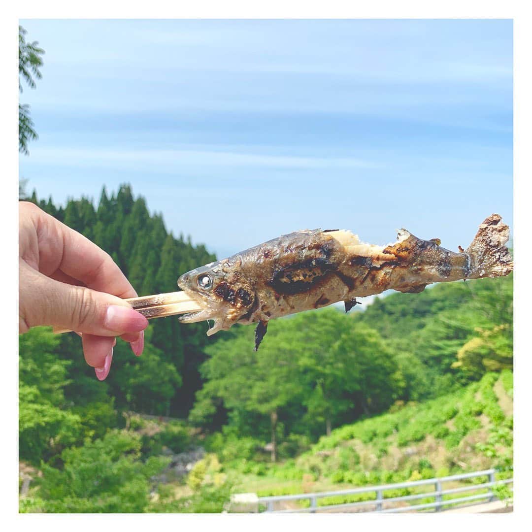 吉村遙さんのインスタグラム写真 - (吉村遙Instagram)「空飛ぶヤマメちゃん🐟 みくのお手柄を本人より先にがぶり💓 釣るの苦手だから食べる専門でまた行きたい😏 - #白糸の滝#そうめん流し#できず#ヤマメ釣り#ヤマメ#夏の訪れ#海がある生活#糸島観光#糸島ドライブ」5月29日 18時36分 - harupi1019