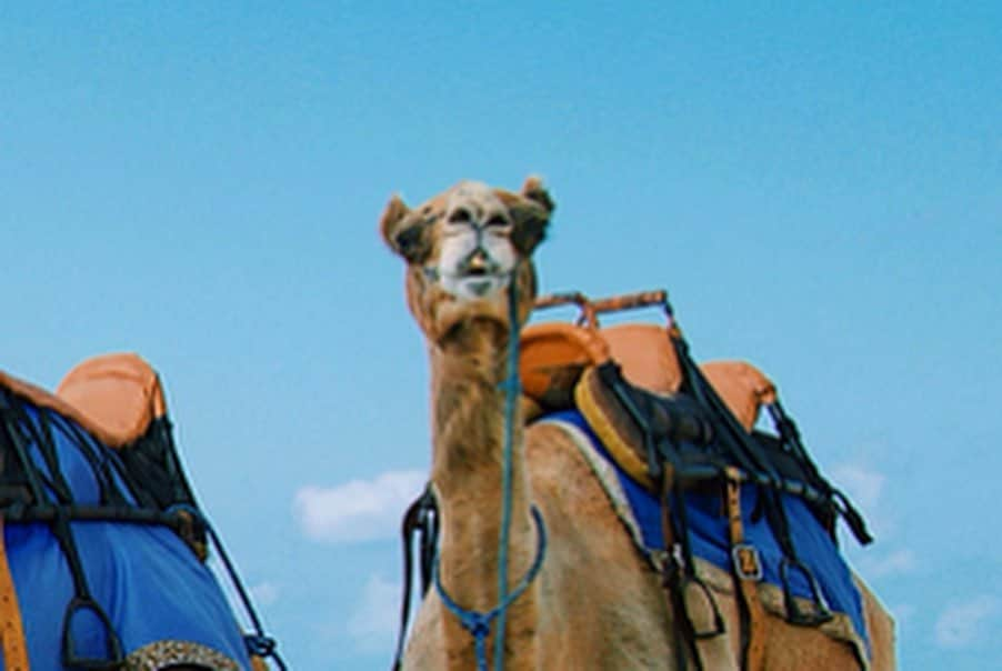 ソニアさんのインスタグラム写真 - (ソニアInstagram)「IT’S LITERALLY HUMP DAY 🤣Swipe all the way for major MOOD 🐪 Seriously guys this was the most hilarious and unexpected encounter ever. Bali was purely a work trip, but I was thinking of checking out the camel tour if I had any spare time. Unfortunately, the schedule was tight and it was too last minute - they didn’t have any more slots. AND THEN. LO AND BEHOLD. While I was having breakfast by the beach at 7am in the morning at my hotel... THESE BEAUTIFUL BUGGERS CASUALLY STROLLED BY. WHAT EVEN 🤣🤣 I laughed so hard for a good 30 mins at the sheer coincidence of it all, looked out at the gorgeous beach while these majestic animals trotted off and just thanked the universe for all the amazing opportunities and moments that have come by in my life, big or small.」5月29日 18時44分 - soniachew