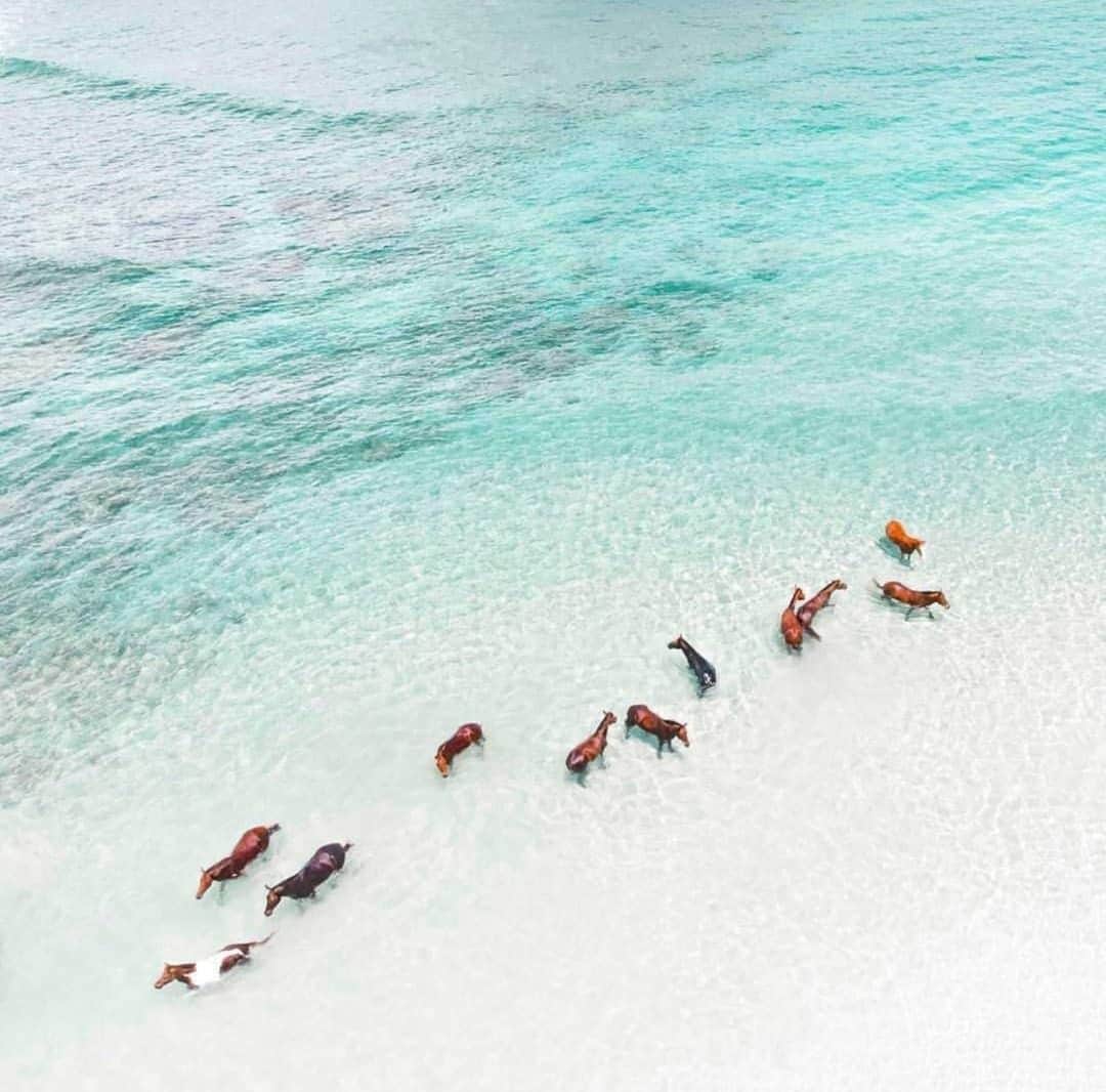 The Horseさんのインスタグラム写真 - (The HorseInstagram)「A rare breed of Seahorses ♒︎ a real thing on Sumba Island, Indonesia. Add this to the wanderlust list!⠀⠀⠀⠀⠀⠀⠀⠀⠀ .⠀⠀⠀⠀⠀⠀⠀⠀⠀ Regram via travel_with_janina⠀⠀⠀⠀⠀⠀⠀⠀⠀ ⠀⠀⠀⠀⠀⠀⠀⠀⠀ #travel #horses #beach #wanderlust #sumbaisland #sumbaseahorses #seahorses」5月29日 19時00分 - the_horse